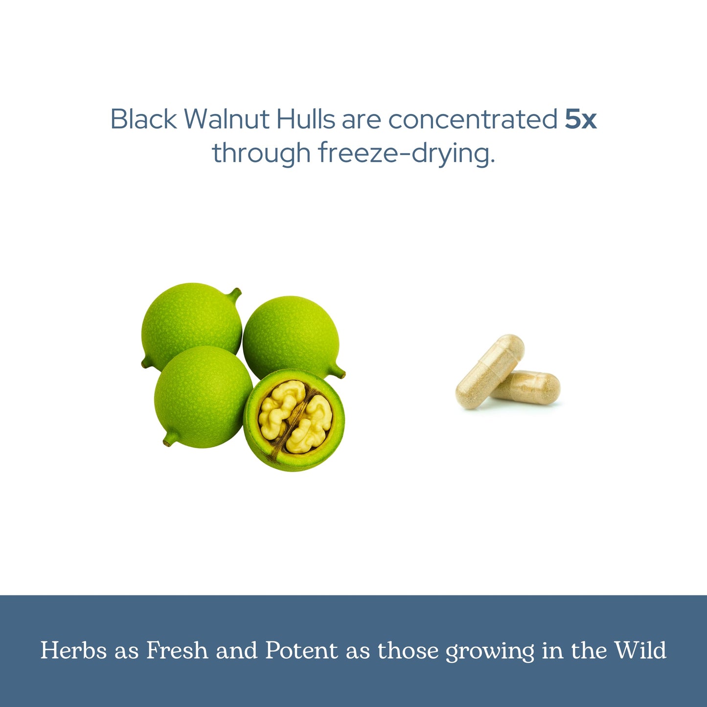 Eclectic Institute Black Walnut Capsules 90 Count