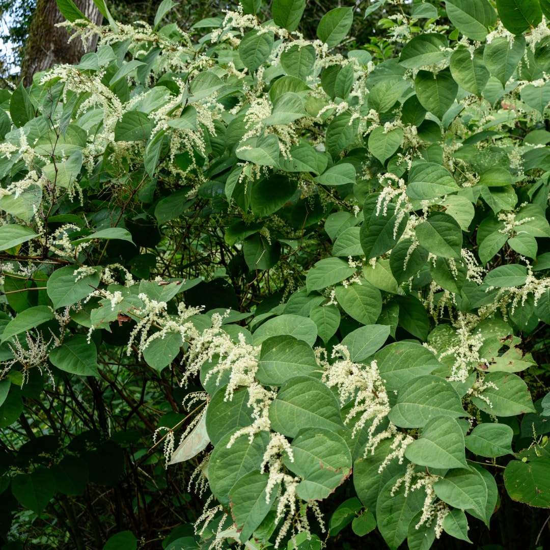 Pure Original Ingredients Japanese Knotweed Hu Zhang Fen Traditional Supplement Powder 8 oz