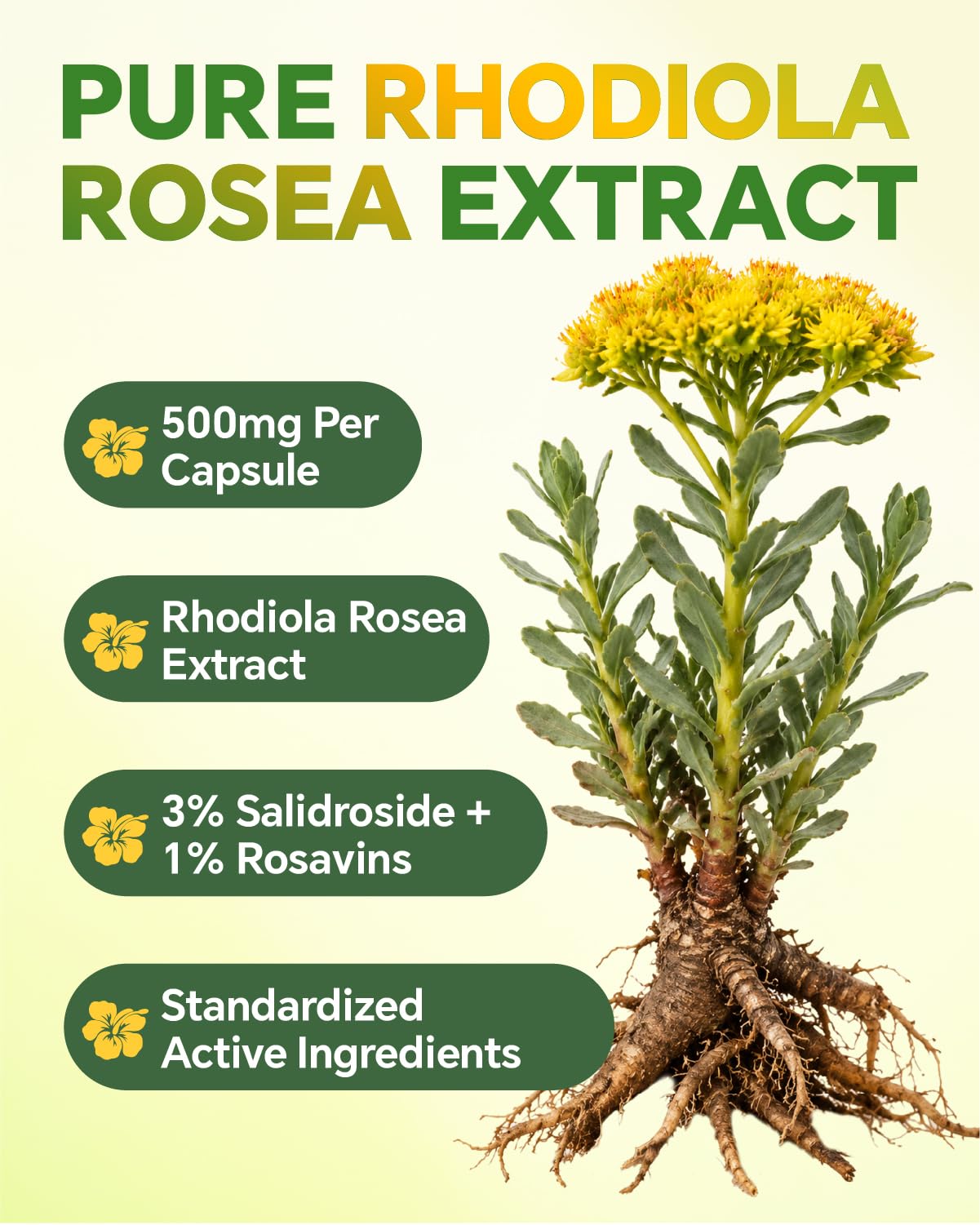 Blavenique Rhodiola Rosea Supplement, 120 Vegan Capsules