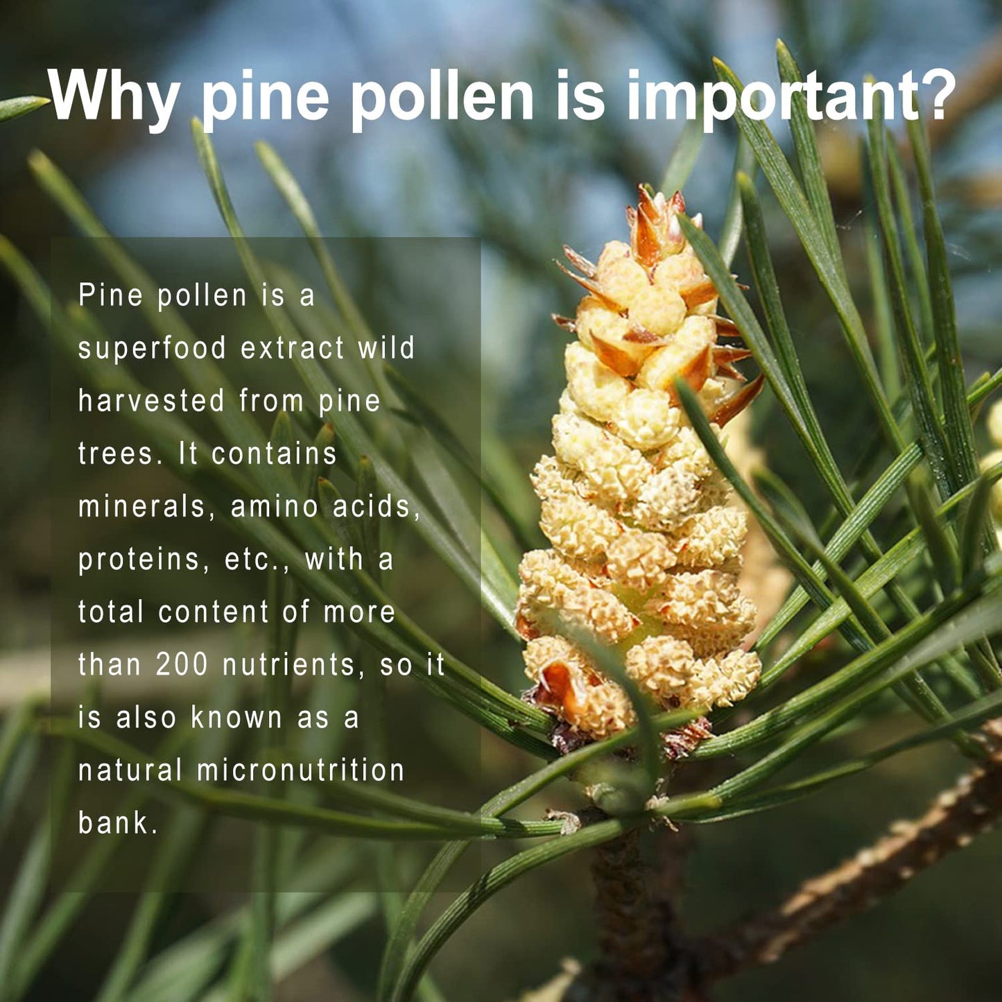 QIN SHAN TANG Pine Pollen Supplement with Ginger Root and Vitamin C, 99% Cracked Cell Wall, Capsules, 120