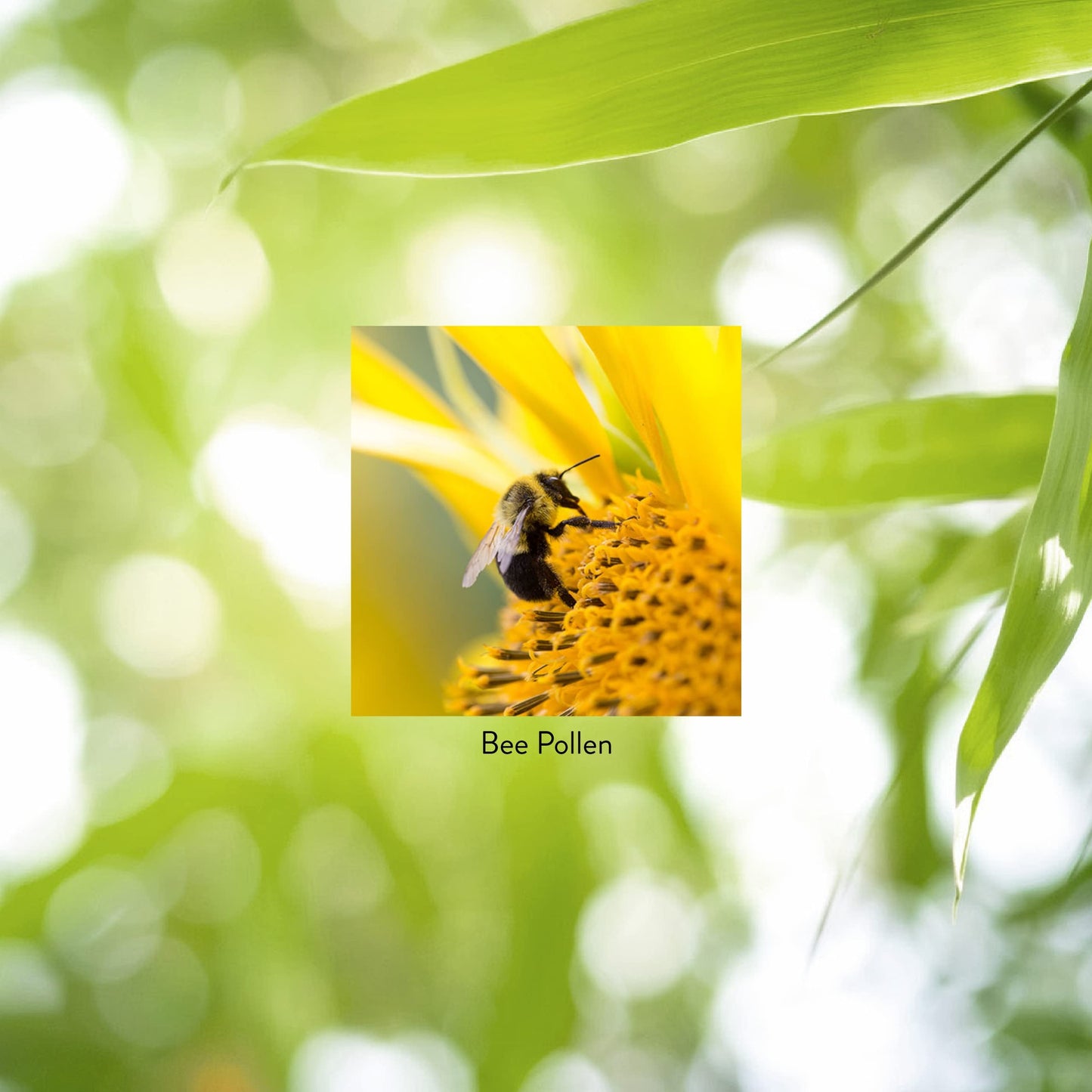 Nature's Sunshine Bee Pollen Capsules, 100 Count