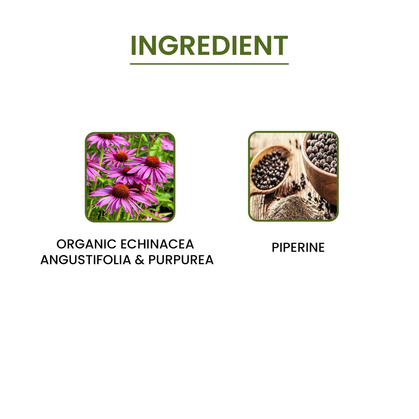 Green Organic Supplements Echinacea Angustifolia 90 Capsules