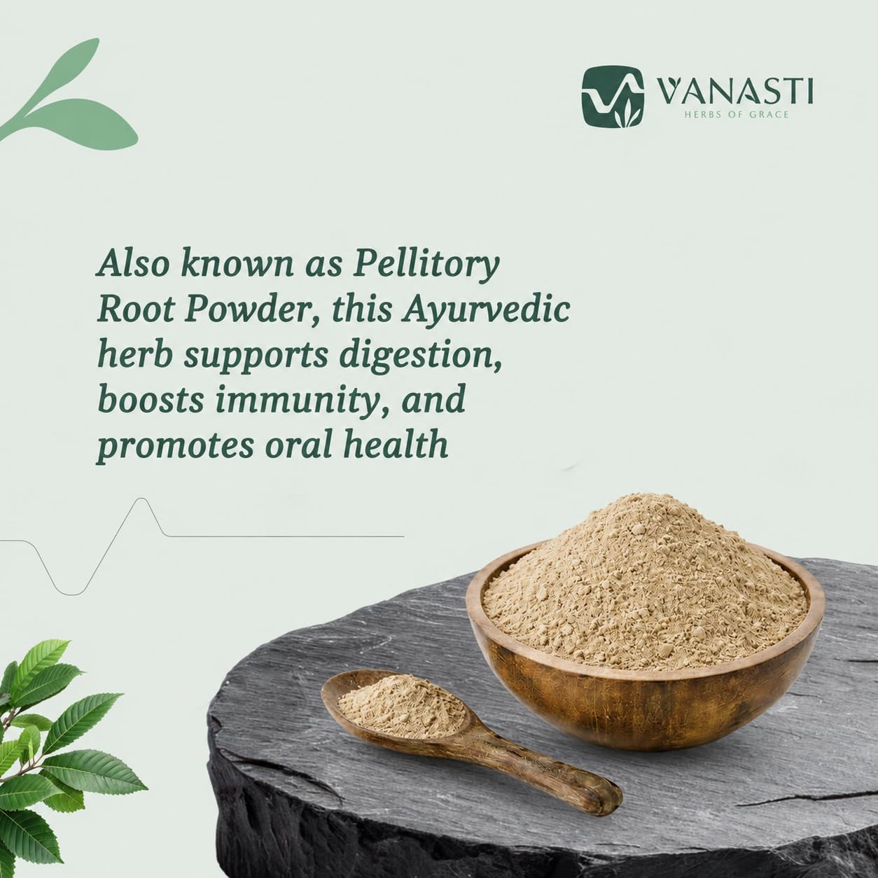 VANASTI Akarkara Powder Anacyclus Pyrethrum Pellitory Root Powder, 3.52 Ounce