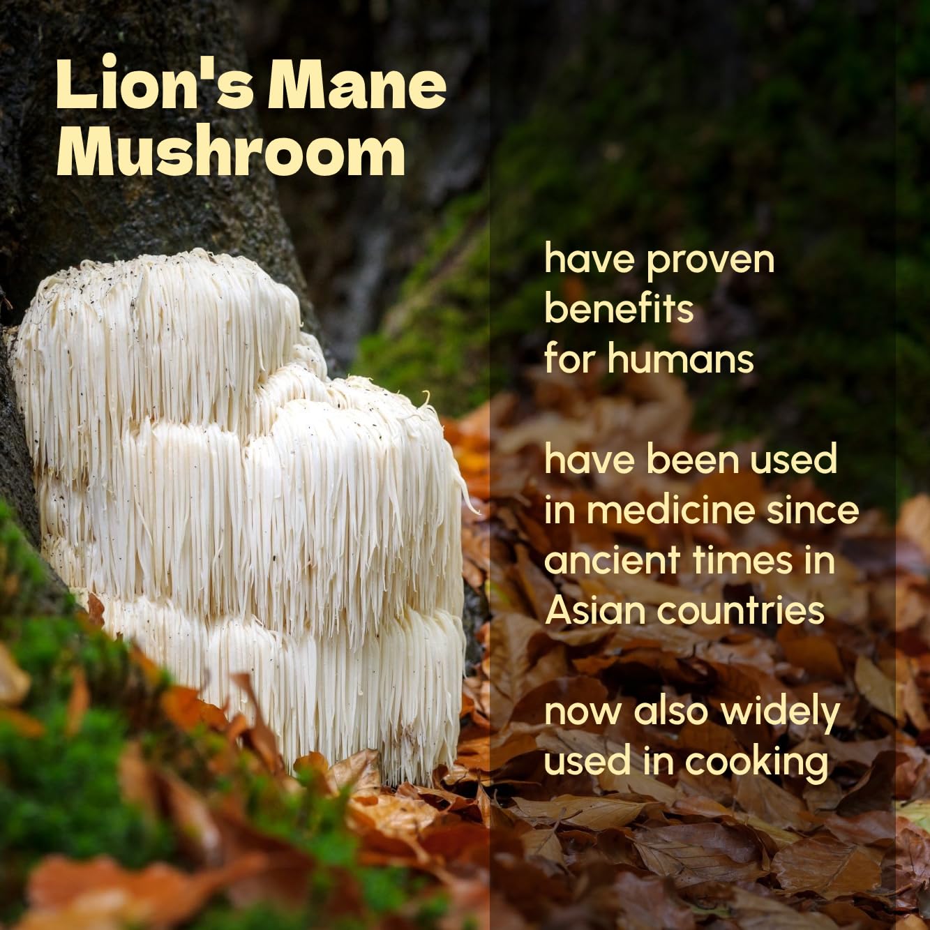 Beleon Goods For Life Lions Mane Powder 8