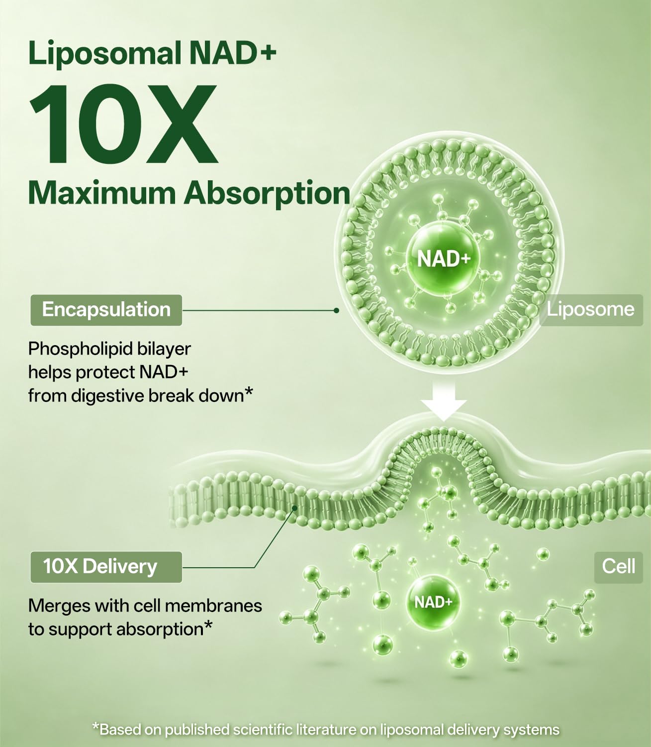 Oopeatol Liposomal NAD Resveratrol Supplement 500mg Capsule, 1 Capsule