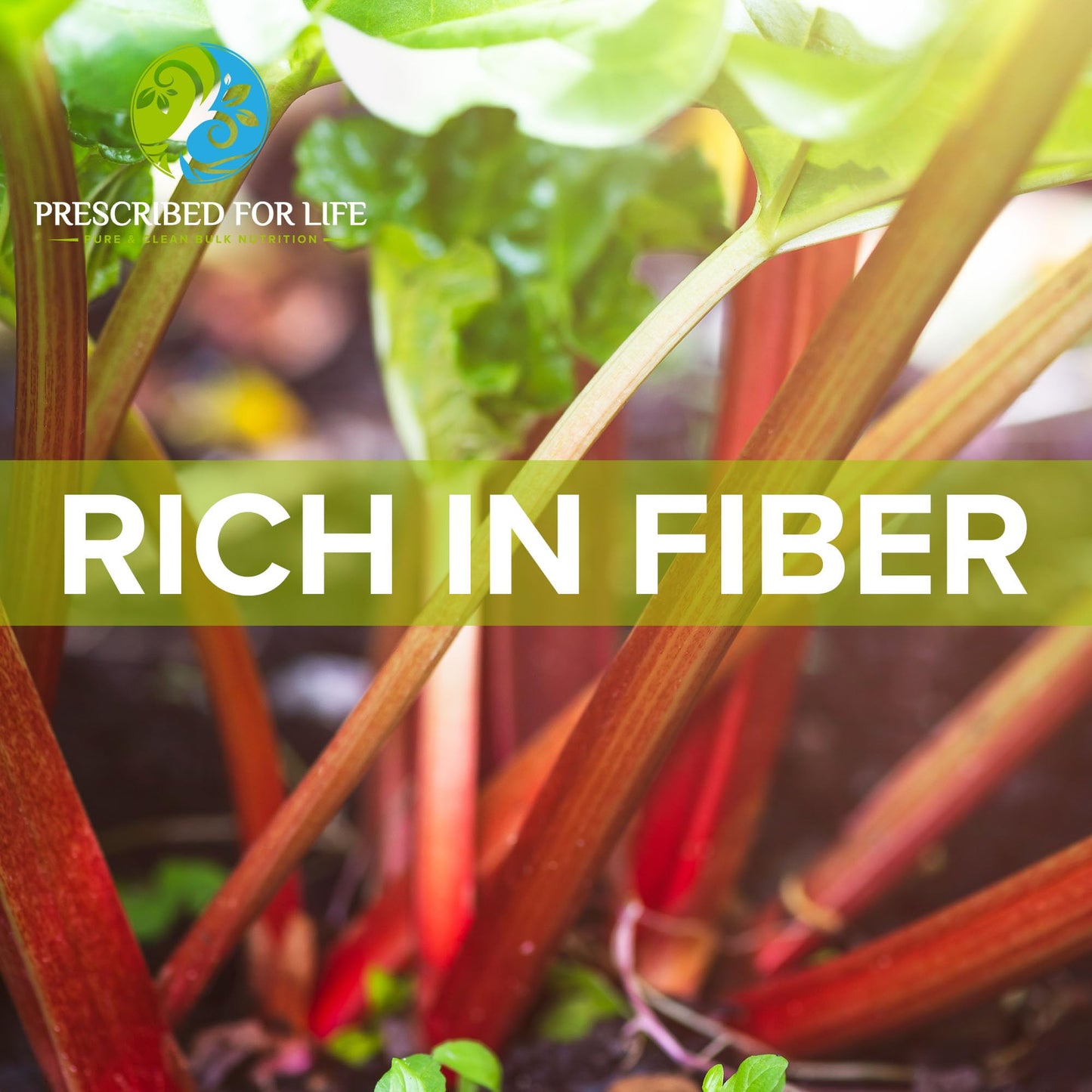 Prescribed For Life Rhubarb Root Powder 20:1 Powder, 352.74 Ounces