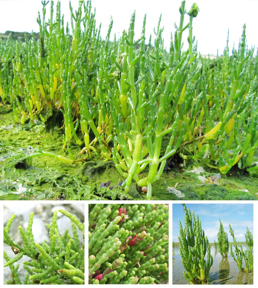 PALPLUS Organic Natural Pure Glasswort (Samphire, Salicornia Herbacea) Extract Powder, 1 Count