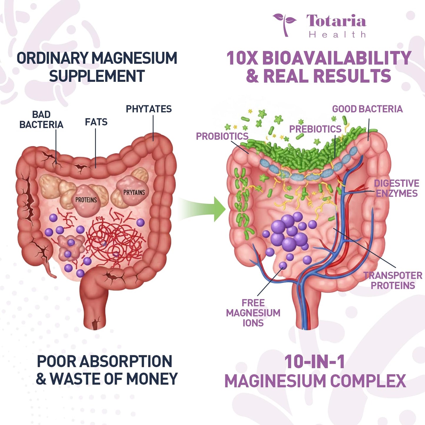 Totaria Magnesium Complex Supplement with Probiotics, Prebiotics & Digestive Enzymes Capsule, 120 Count