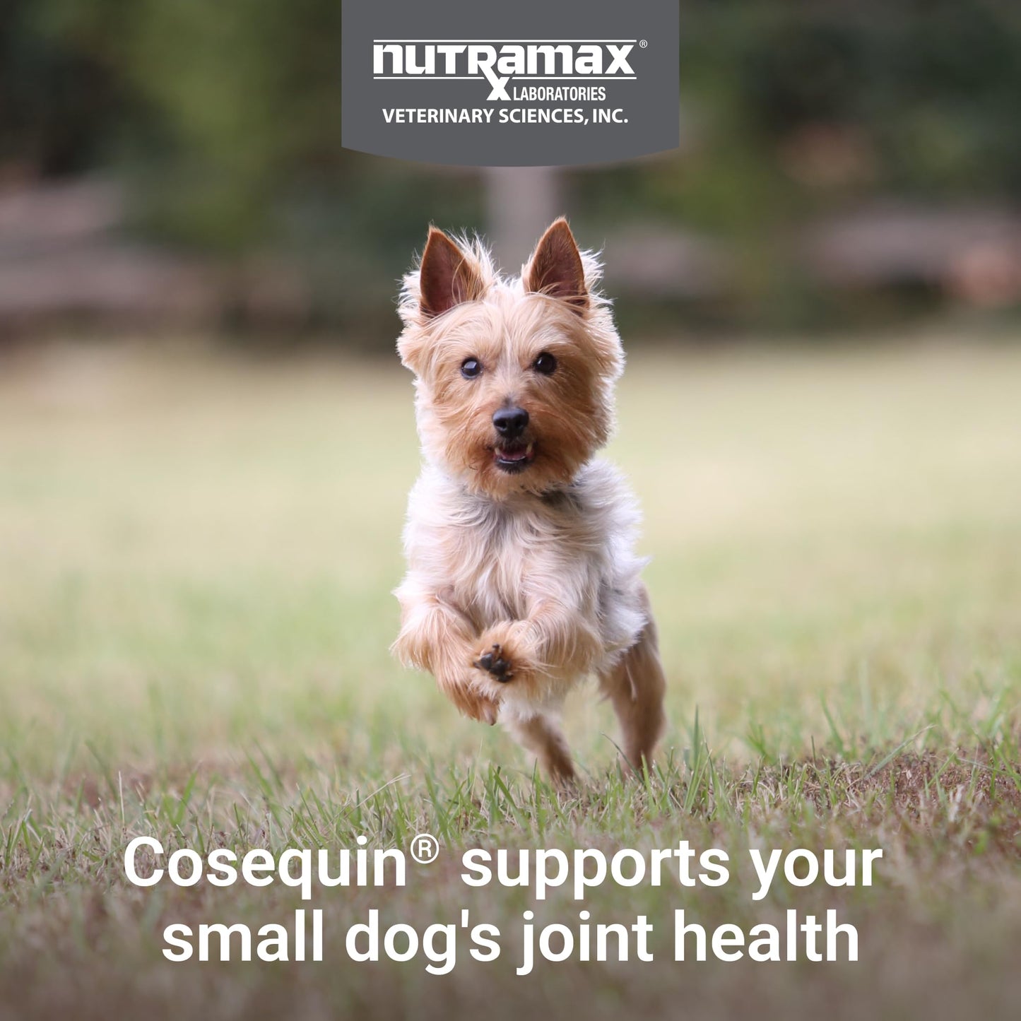 Nutramax Laboratories Cosequin for Small Dogs Joint Health Supplement with Glucosamines, Chondroitin, MSM and Omega-3s Soft Chews, 90
