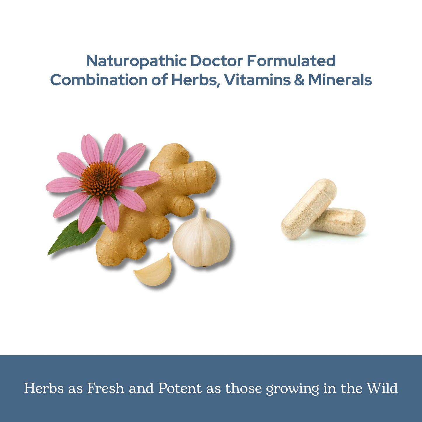Eclectic Institute Eclectic Herb Organic Vitabiotic Capsules 150 Count