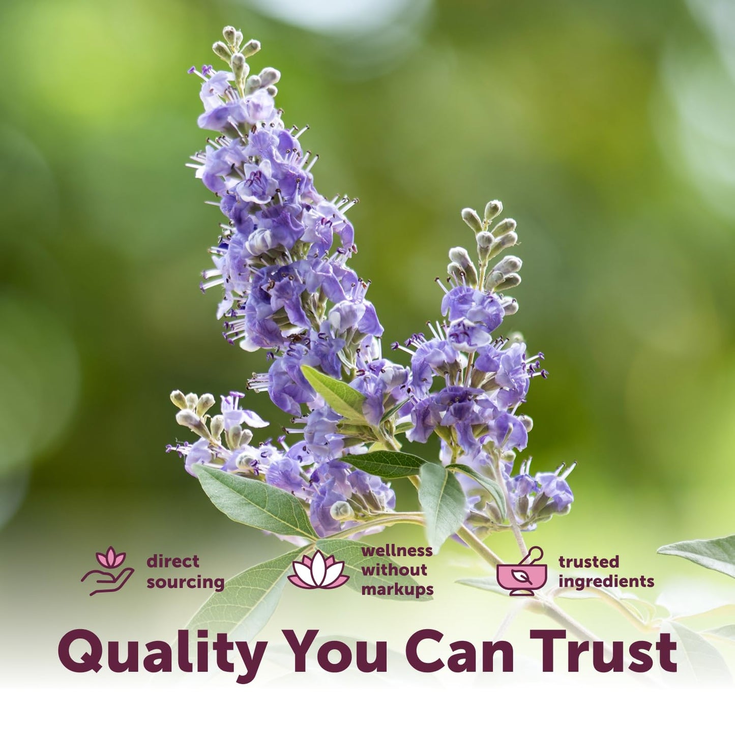 Micro Ingredients Vitex Berry+ Advanced Softgel, 240 Softgels
