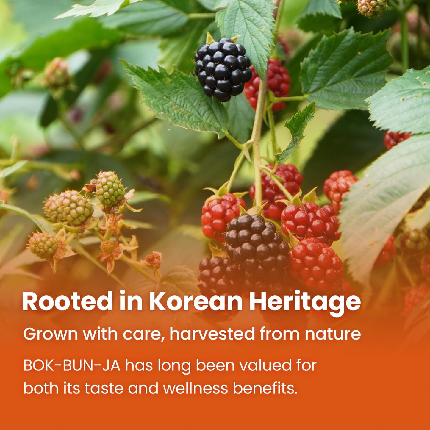 KIM'S TABLE Black Seed Oil Capsule 30 Count
