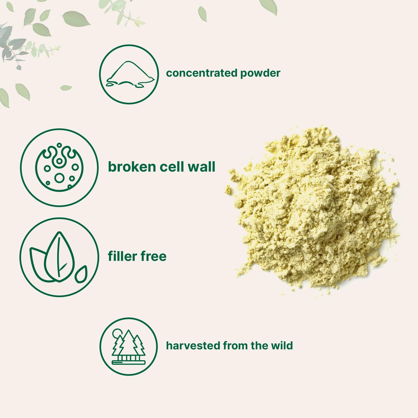 Micro Ingredients Pure Pine Pollen Powder 6 Ounce