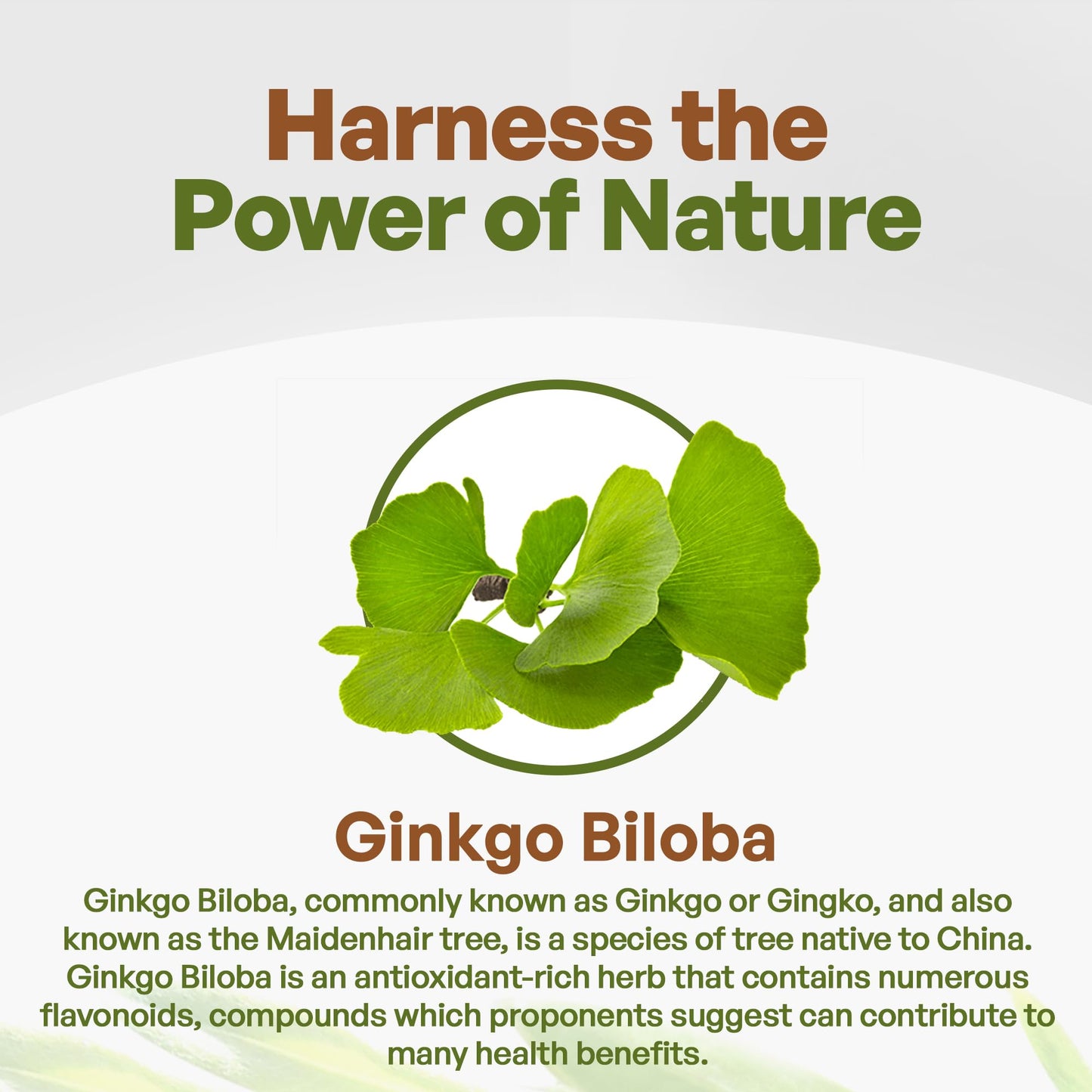 Go Nutra Organic Ginkgo Biloba Powder 8 oz
