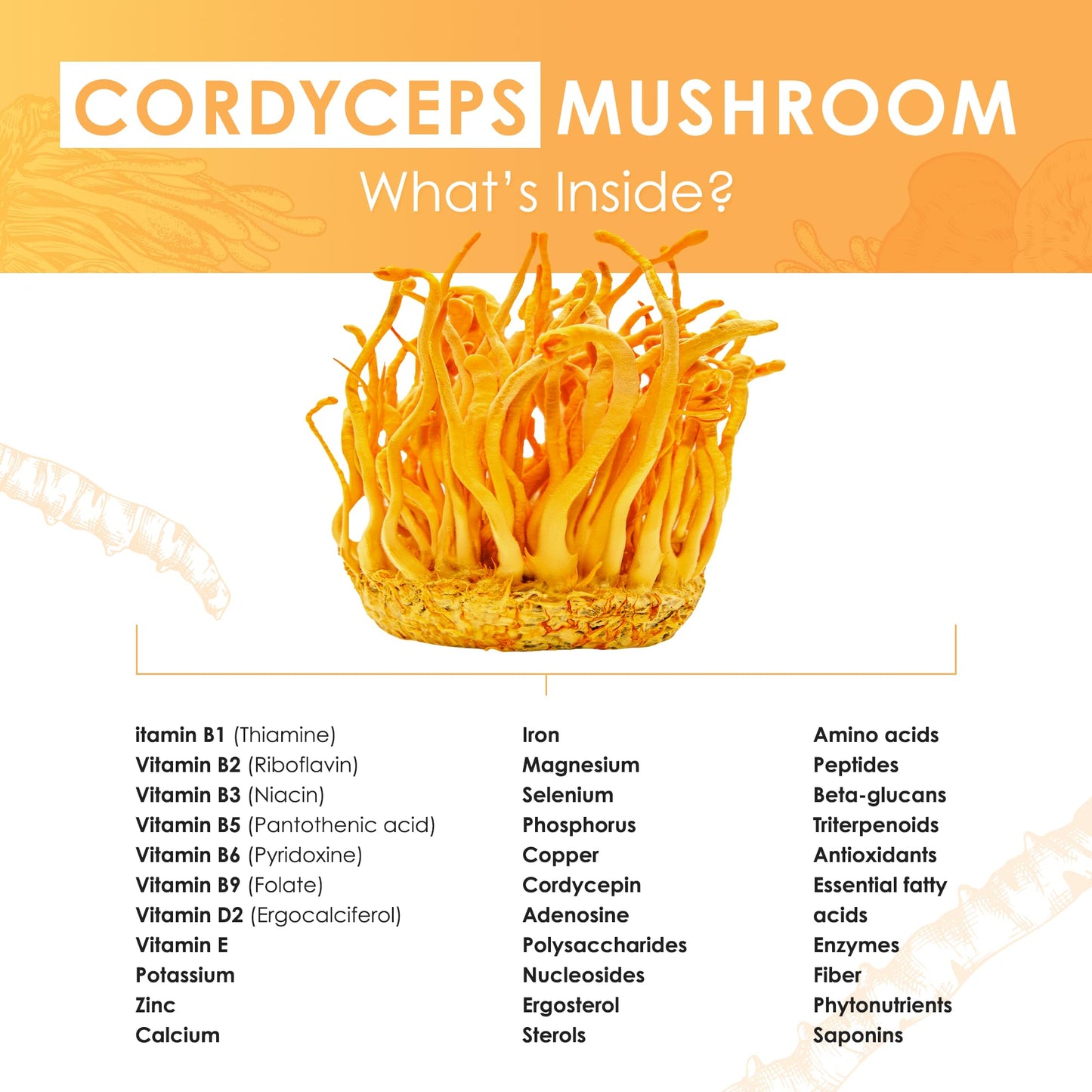 Purest Mushrooms Cordyceps Mushroom Extract Tablets 30 Count