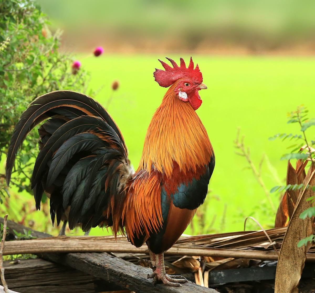 NUTRI-LINE B12 6000 Poultry Vitamin for Chickens & Roosters Supports Energy, 100 Tablets