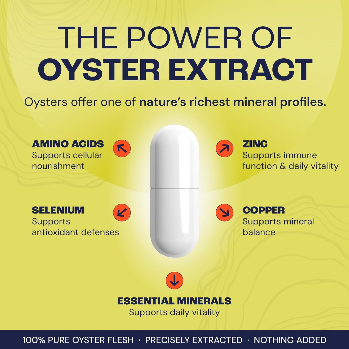 VIVOLVE Oyster Extract Capsules, 60 Capsules