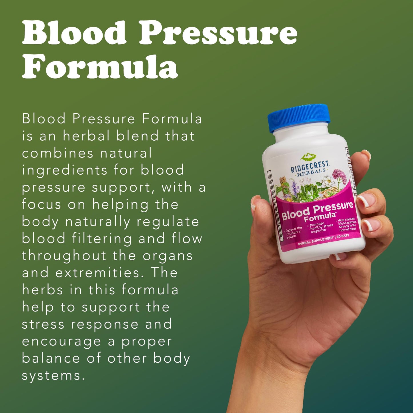 RidgeCrest Herbals Blood Pressure Herbal Formula, 12 Herbs, Poria Mushroom, Gastrodia, Gardenia, for Heart, Vascular, Circulation Health Capsule, 60 Count