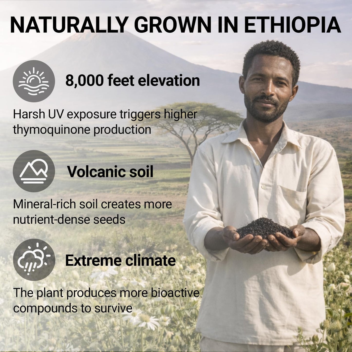 Potovcvrp Ethiopian Black Seed Oil Capsules 60 Capsules