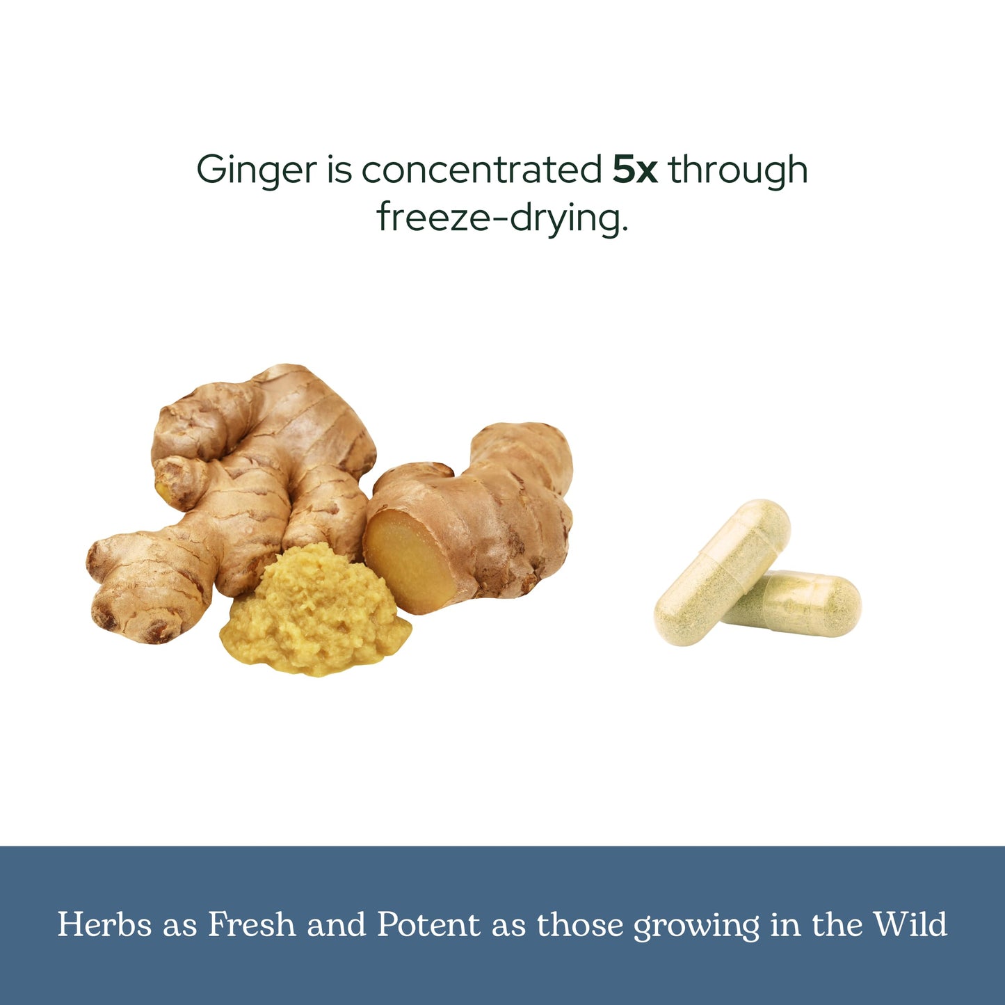 Eclectic Institute Ginger 395 mg Capsule, 50 Count