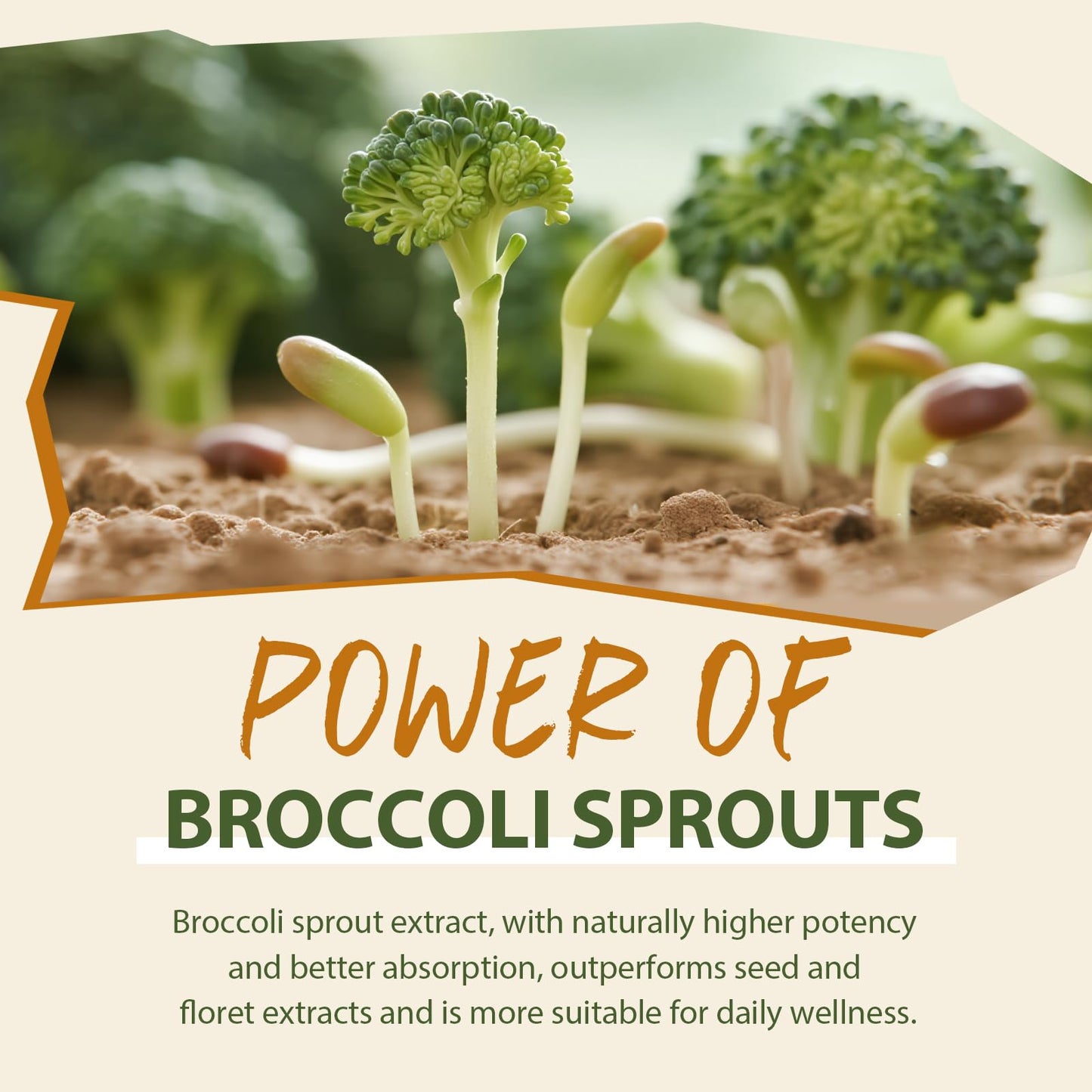 Cenffitio Sulforaphane Supplement from Broccoli Sprouts Powder 4.23 Ounce