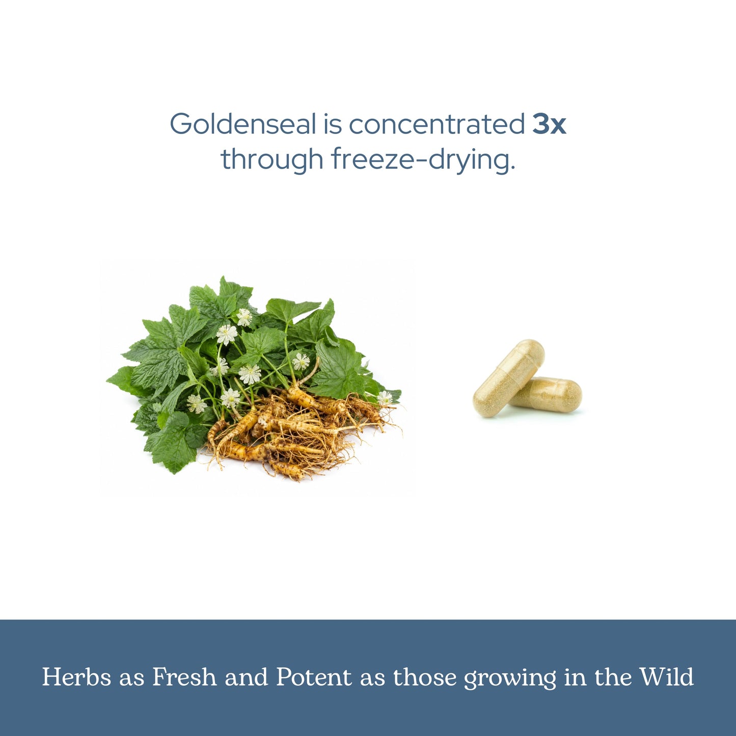 Eclectic Institute Goldenseal Capsules, 50 Count