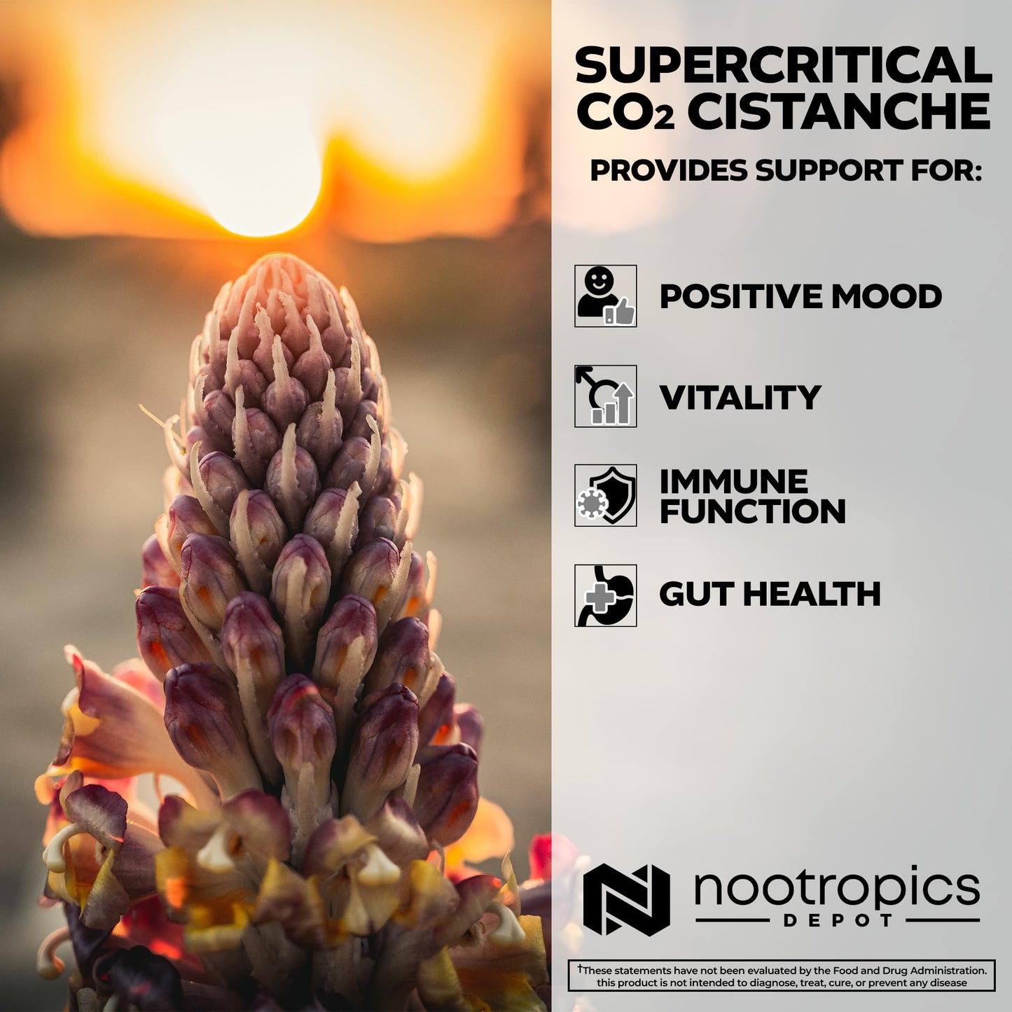 Nootropics Depot Cistanche Supercritical CO2 Extract Capsules, 60 Capsules