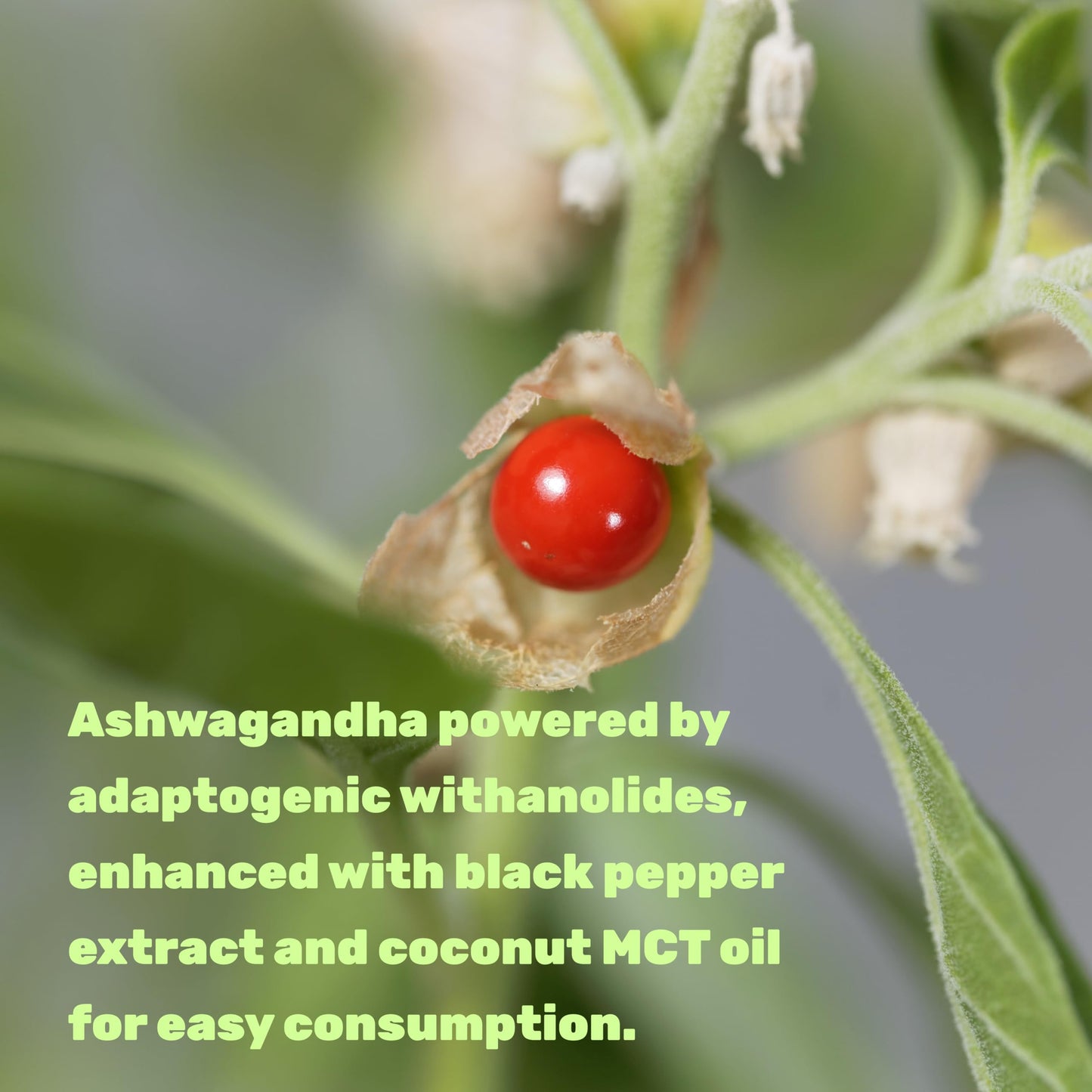 DEAL SUPPLEMENT Ashwagandha Extract with Black Pepper Extract Softgels 240 Count