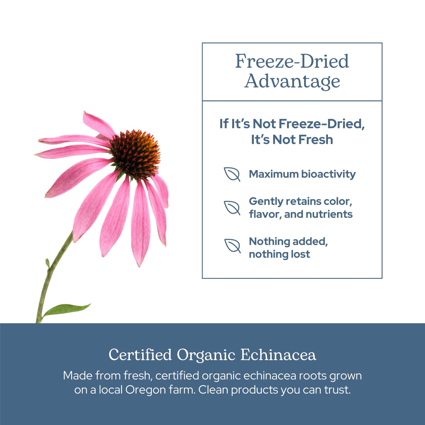 Eclectic Institute Echinacea Purpurea Root Capsules, 90 Count