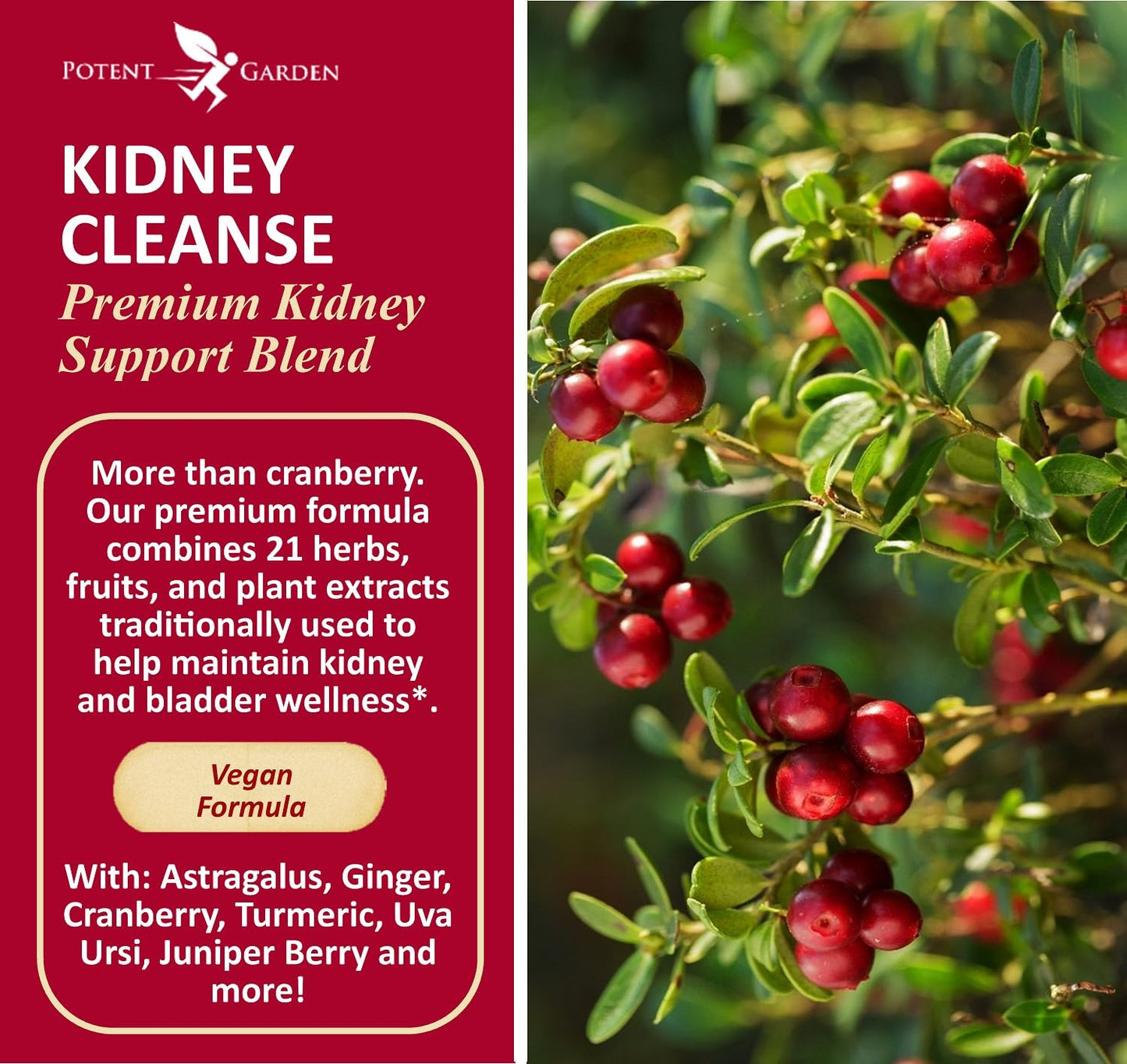 Potent Garden Kidney Cleanse Detox & Repair with Chanca Piedra & Uva Ursi – Advanced Kidney Support Supplement for Healthy Kidney Function, Urinary Tract & Bladder Wellness, 60 Capsules