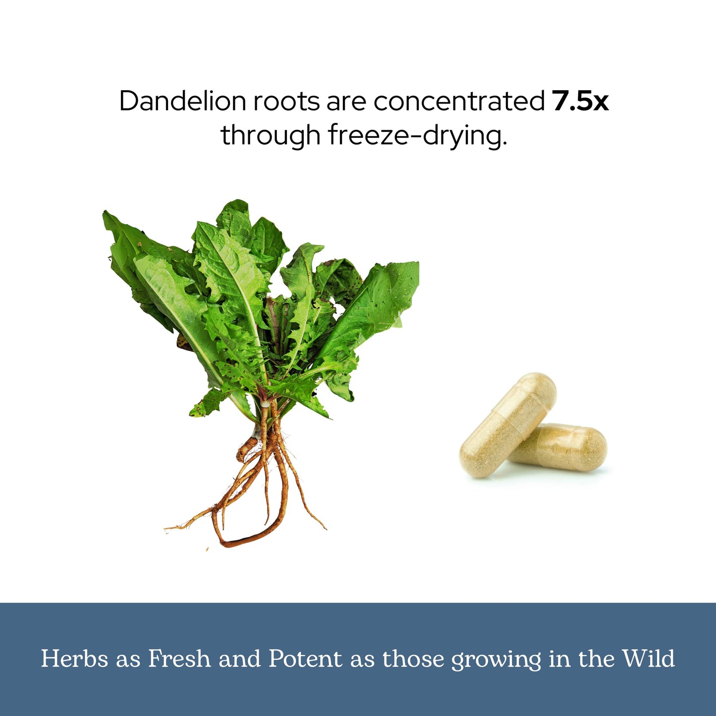 Eclectic Institute Dandelion Root Capsules 90 Count