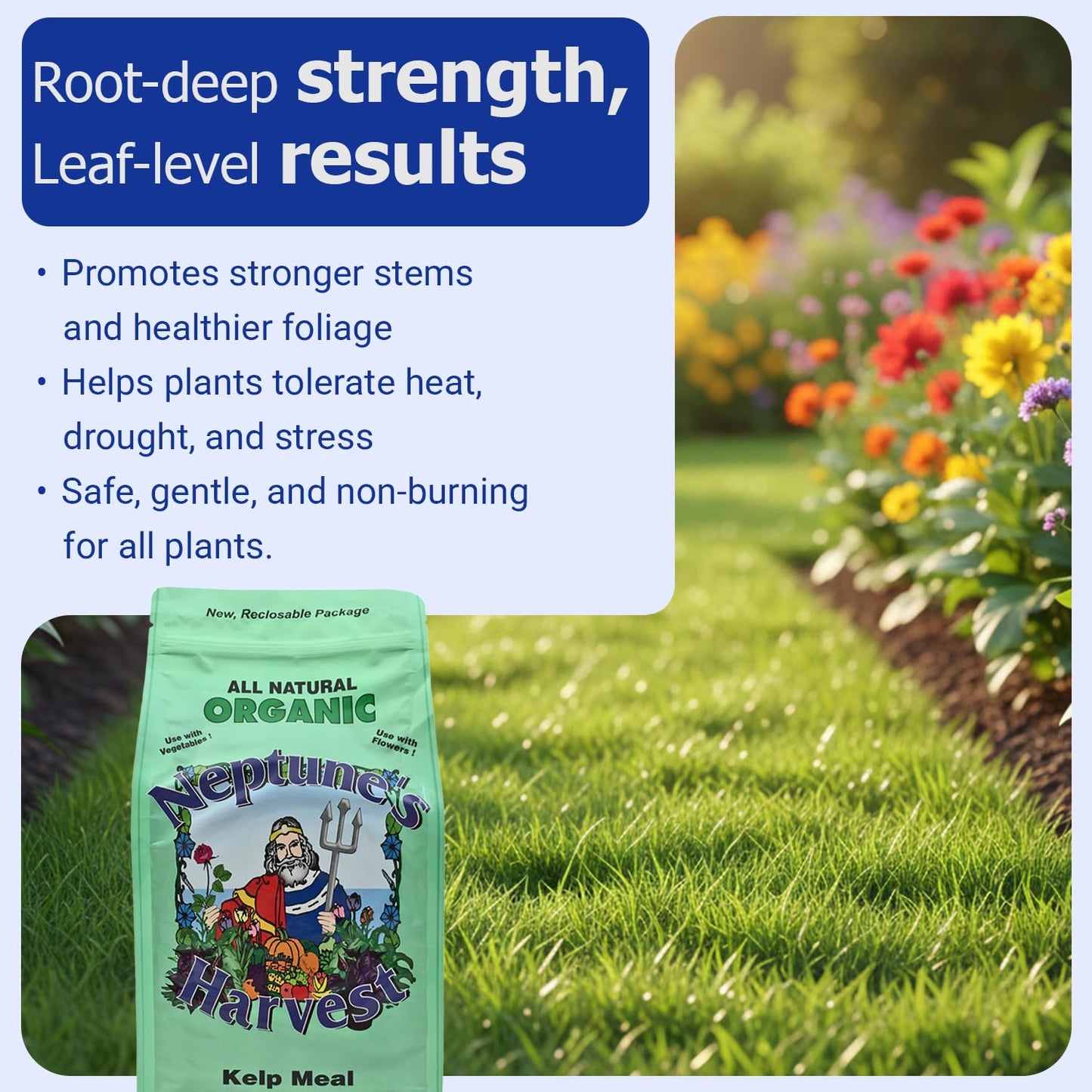 Neptune's Harvest Organic Kelp Meal Plant Food Powder, 4 lb (64 oz)