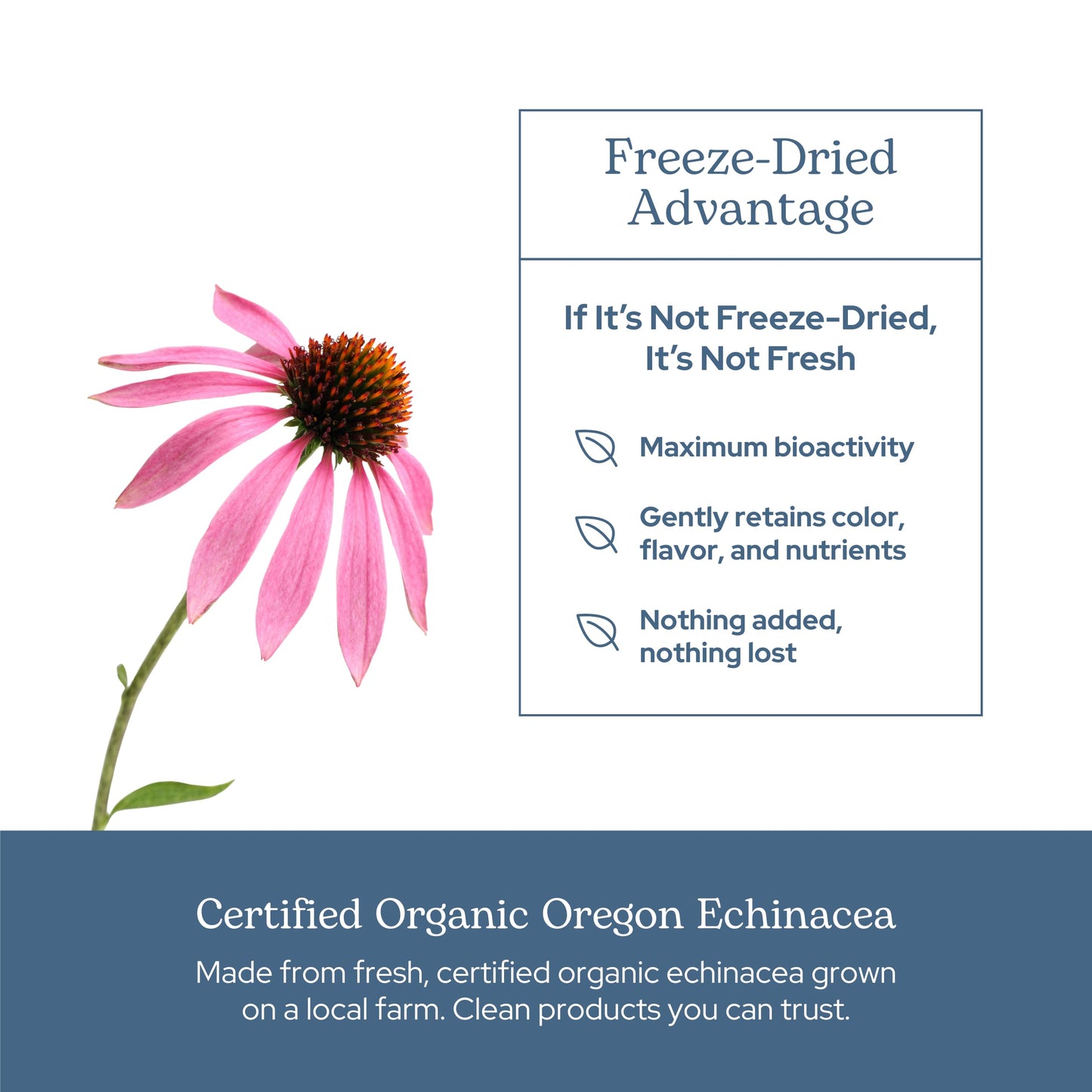 Eclectic Institute Echinacea Angustifolia Capsules, 90 Count