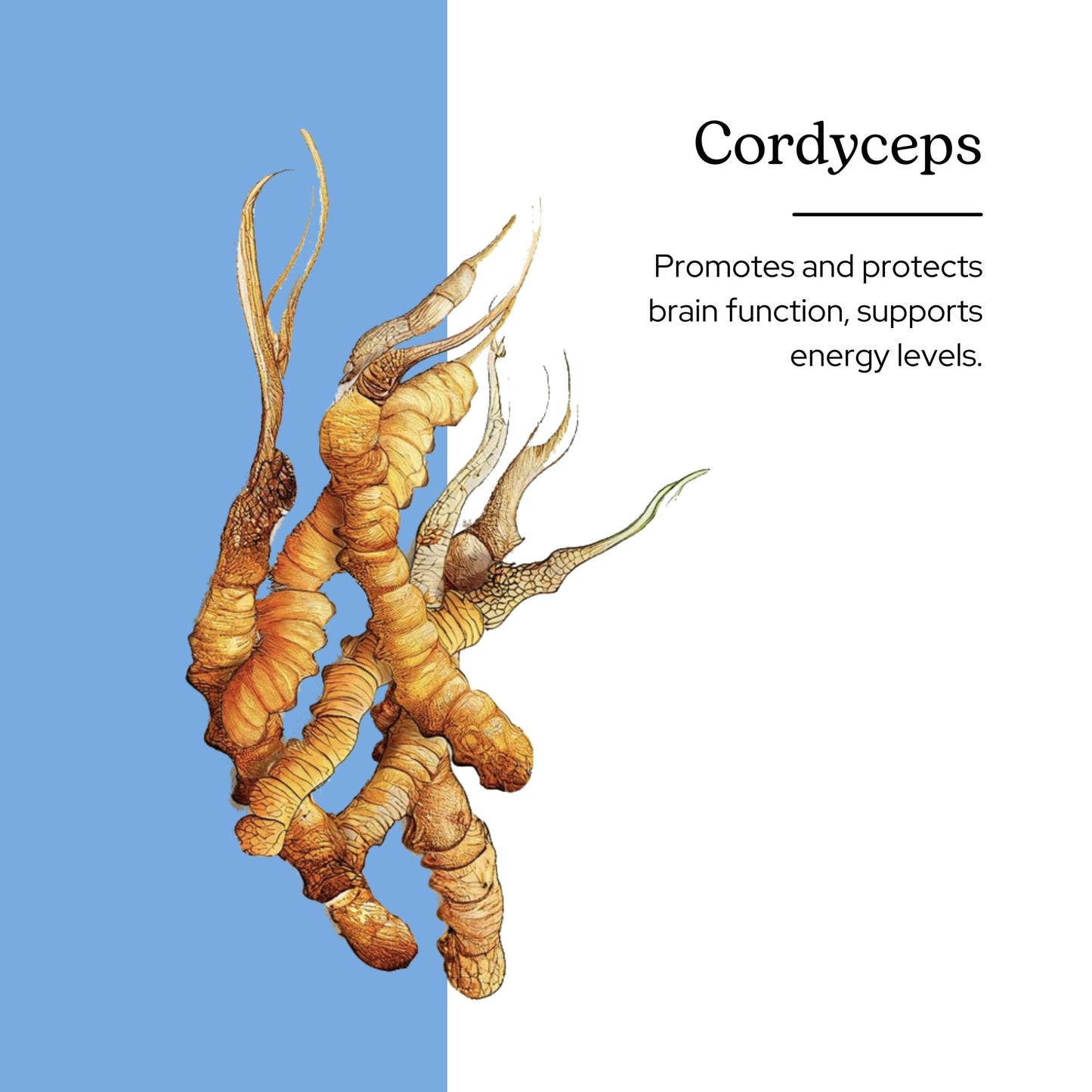 Eclectic Institute Cordyceps FDV Capsules, 120