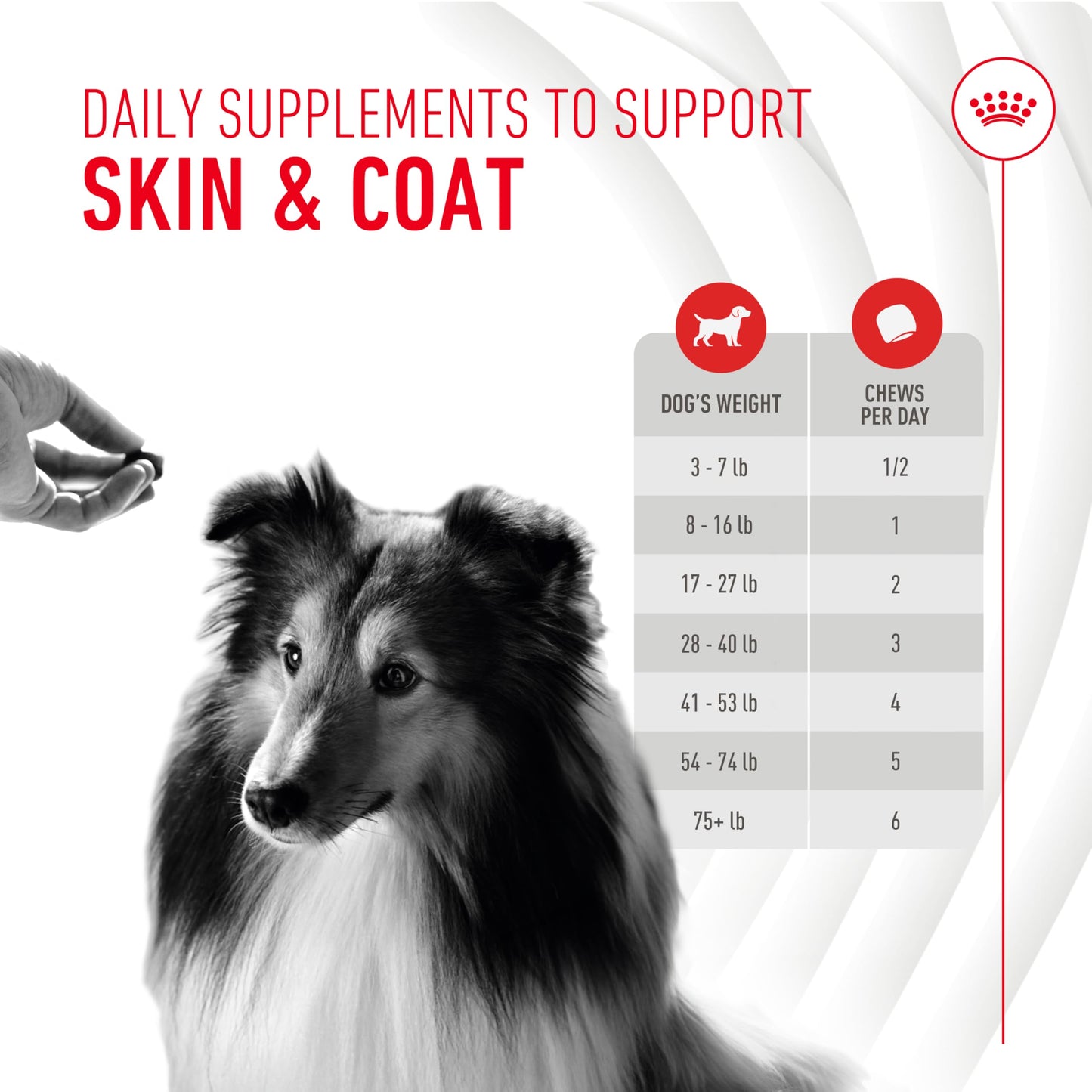 ROYAL CANIN Skin & Coat Dog Supplement for Adult Dogs Capsule 1