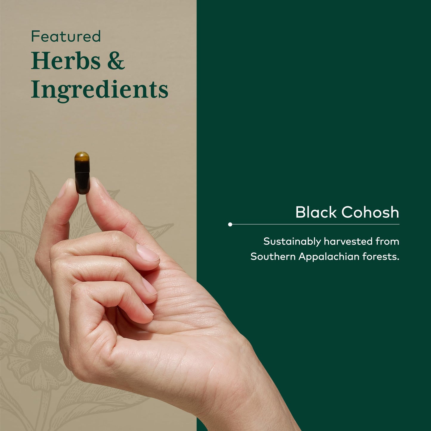 GAIA HERBS PRO Black Cohosh PRO Capsule, 60 Count