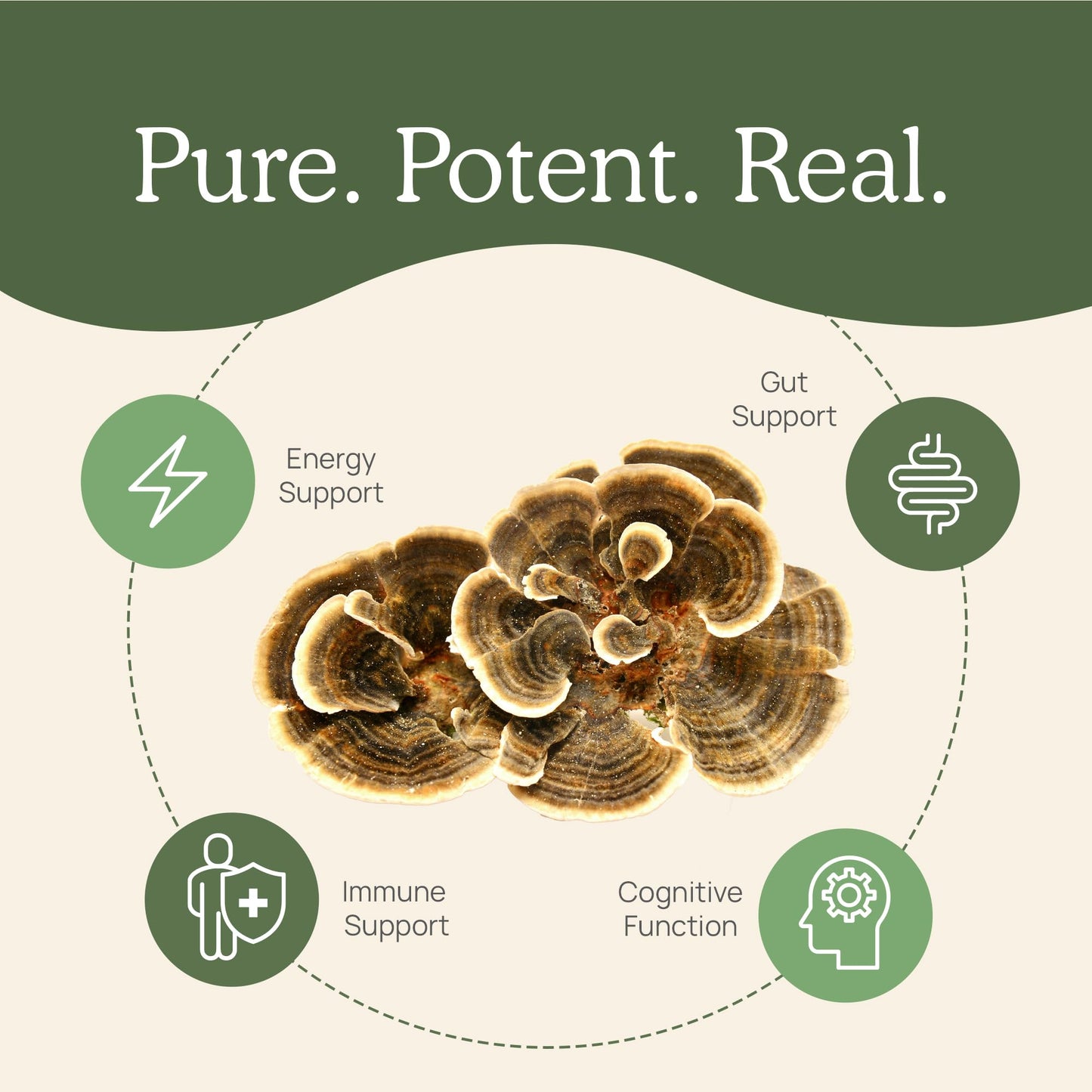 Real Mushrooms Turkey Tail Mushroom Extract Capsules