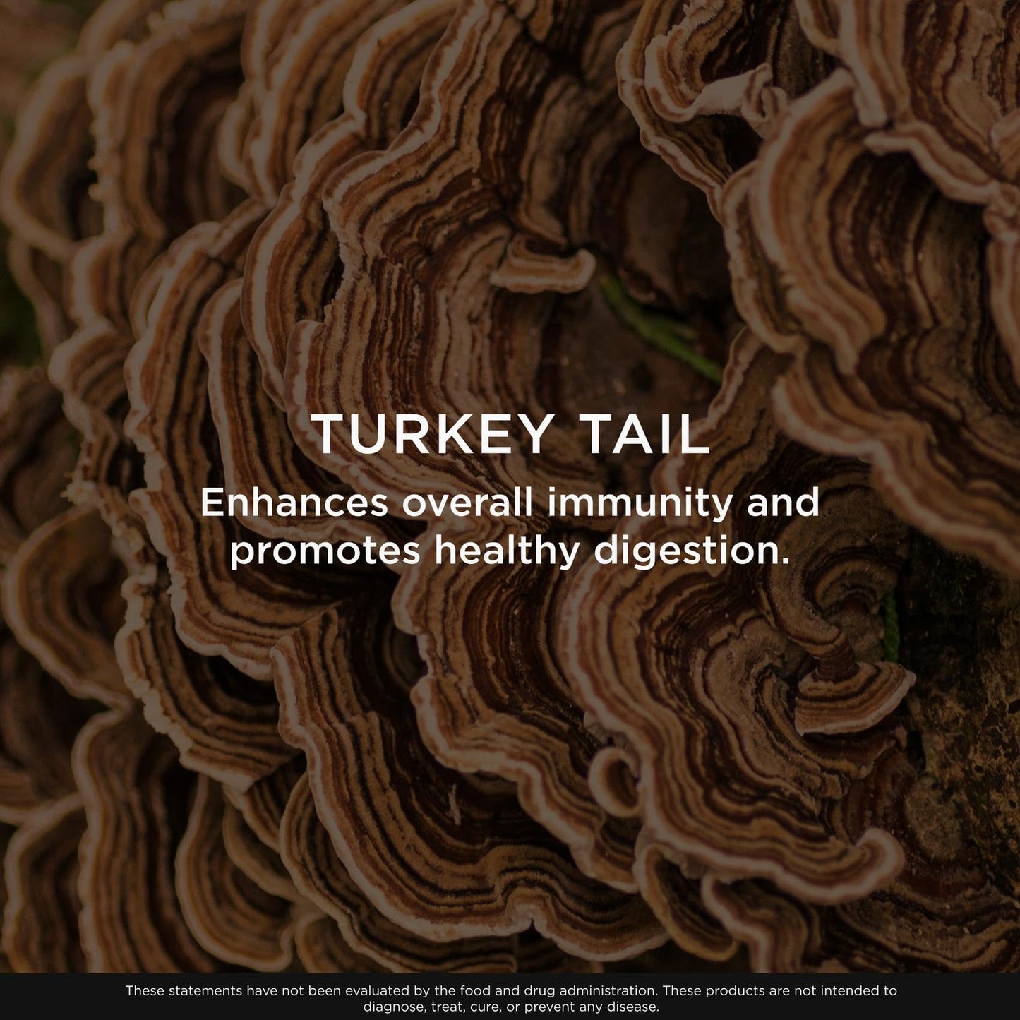The Genius Brand Genius Turkey Tail 240 Capsules