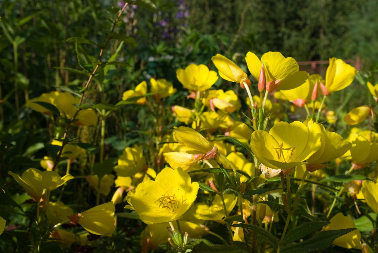 Health Embassy Evening Primrose Seeds Powder, 3.53 oz
