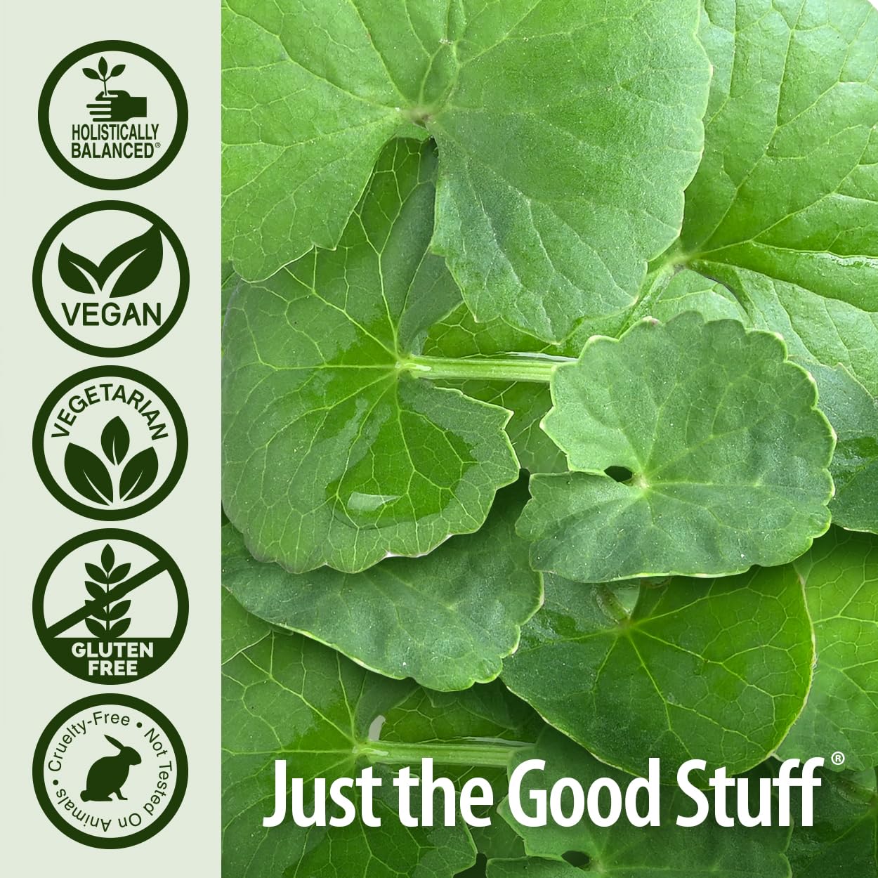 Nature's Answer Gotu Kola Capsule 60 Count