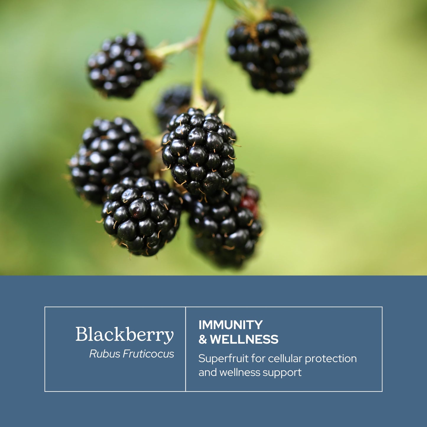 Eclectic Institute BlackBerry Fruit Capsules 90 Count