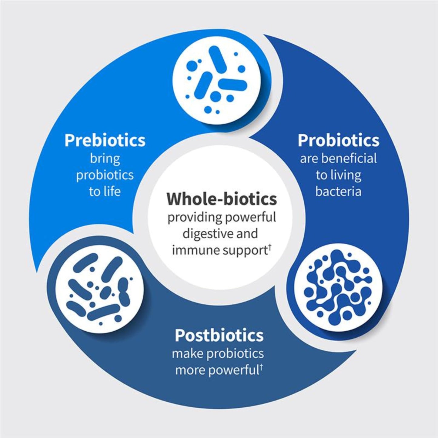 Garden of Life Dr. Formulated Microbiome Balance Probiotics with Pre, Pro & Postbiotics, 12 Probiotic Strains, Digestive Health & Immune Support, Non-GMO, Gluten-Free, 30 Capsules