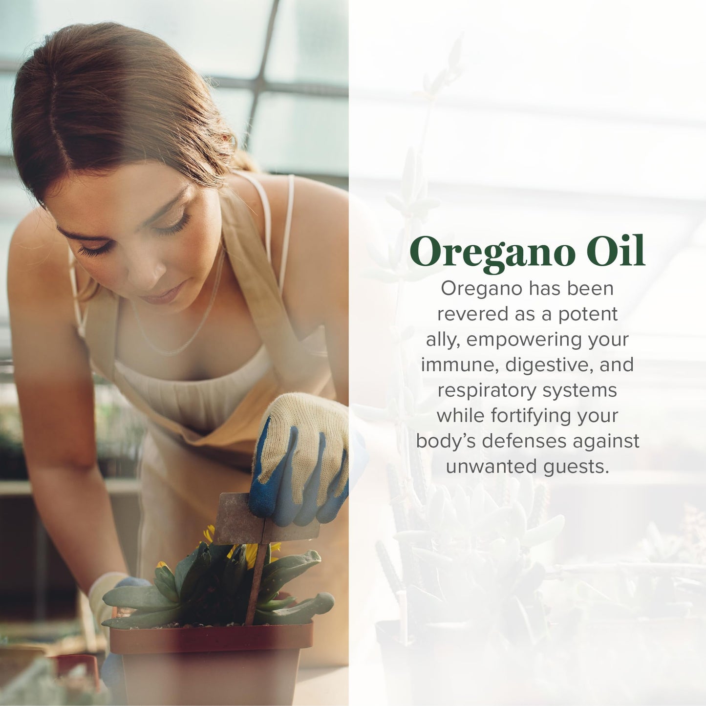 Global Healing Center Oregano Oil Capsules with Organic Ingredients & Cayenne Pepper Extract, Oregano Capsules for Immune System Support, Respiratory Health, Digestion, Gas & Gut Wellness, Capsules, 60 Count
