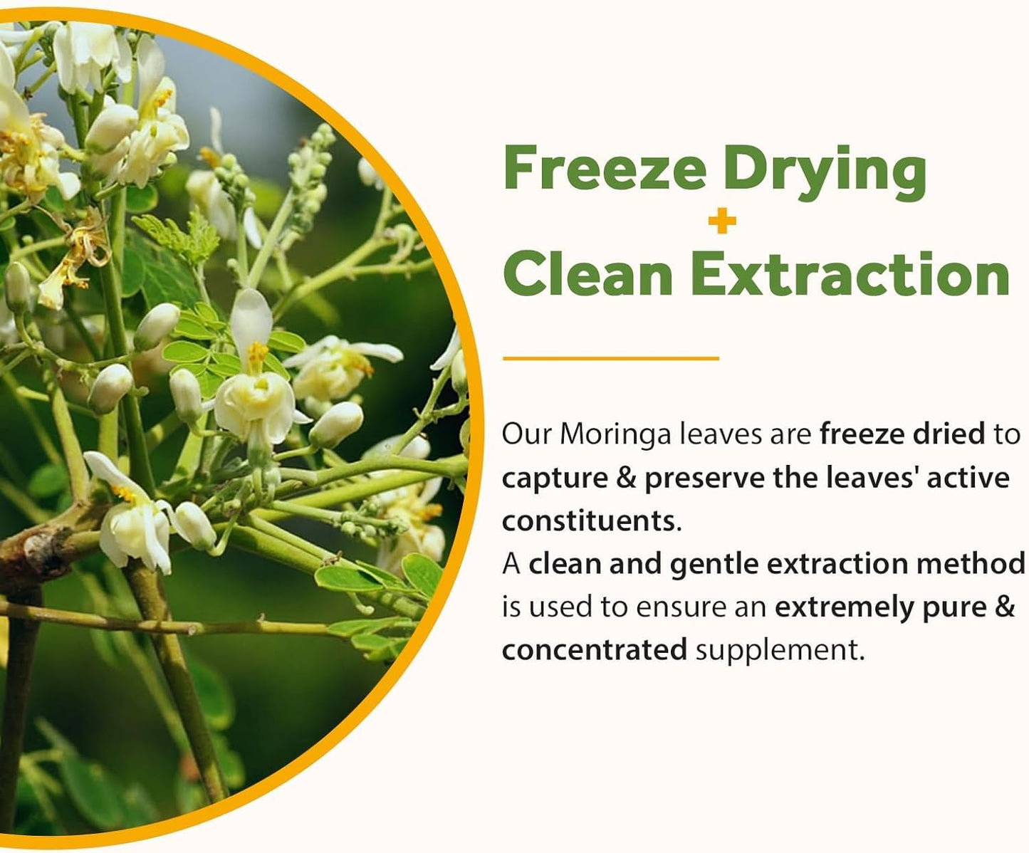 RTMGOB Moringa Capsules 60 Capsules