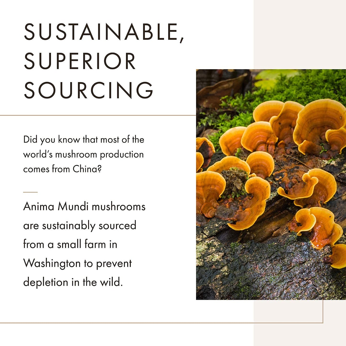 Anima Mundi Apothecary Chaga Mushroom Powder, 5 oz