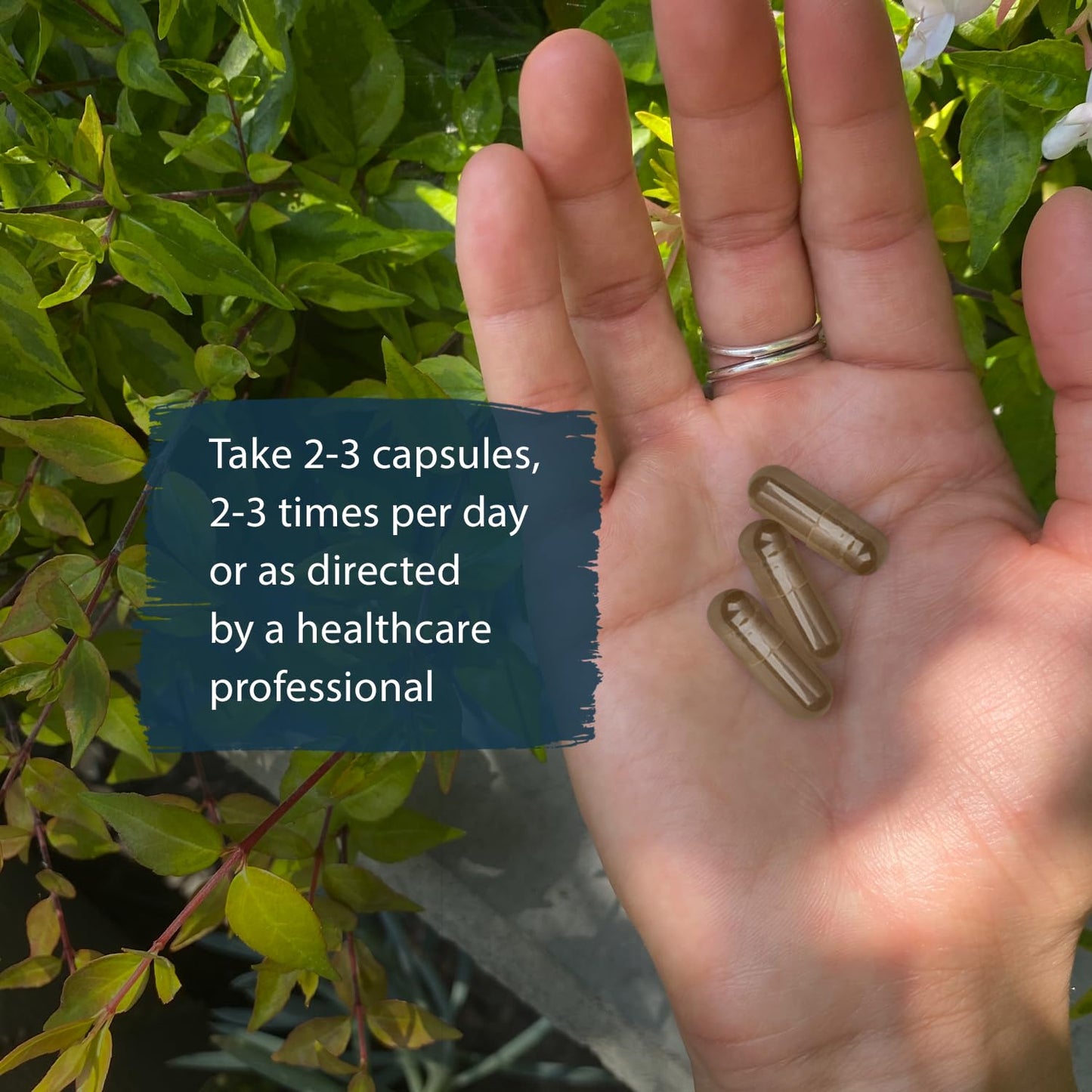 Dragon Herbs Prepared He Shou Wu Capsules 100 Capsules