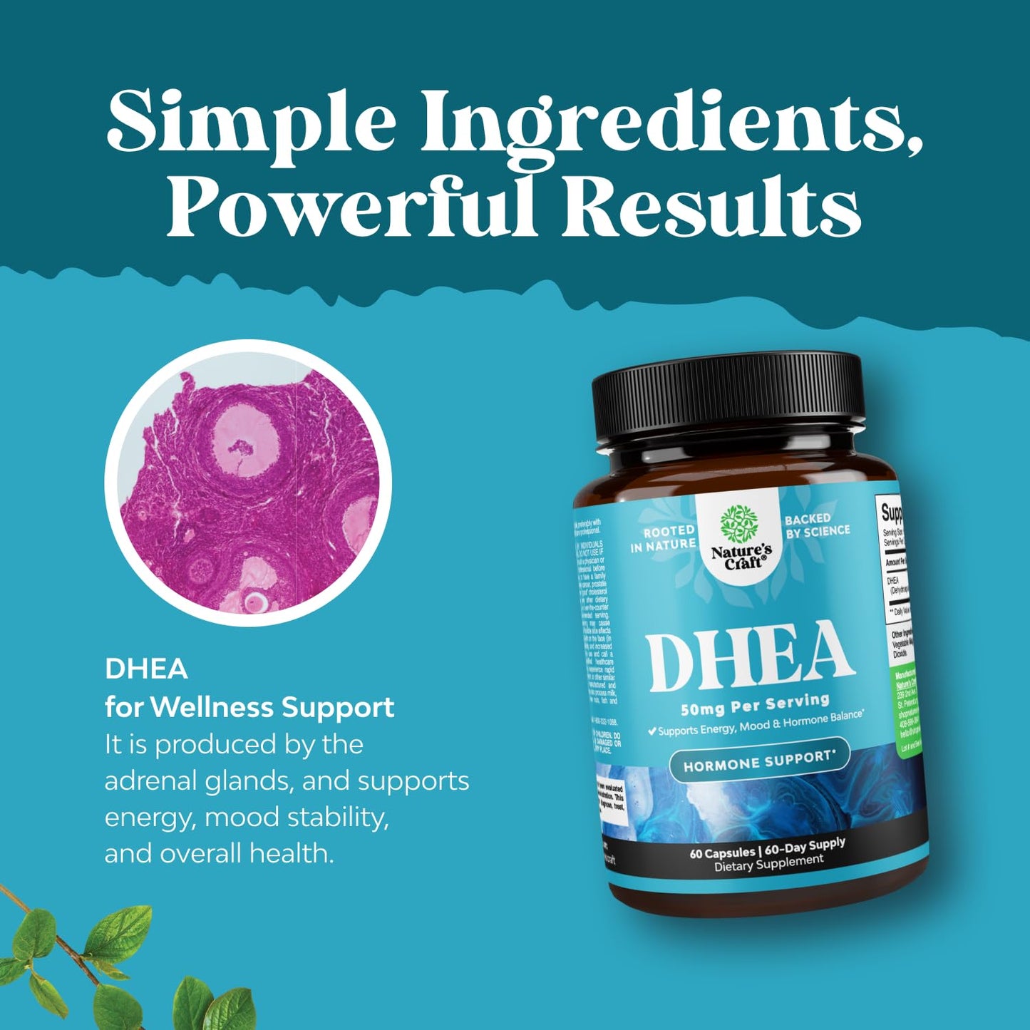 Natures Craft DHEA Capsule 50mg - DHEA Supplement for Women & Men, 60 Count