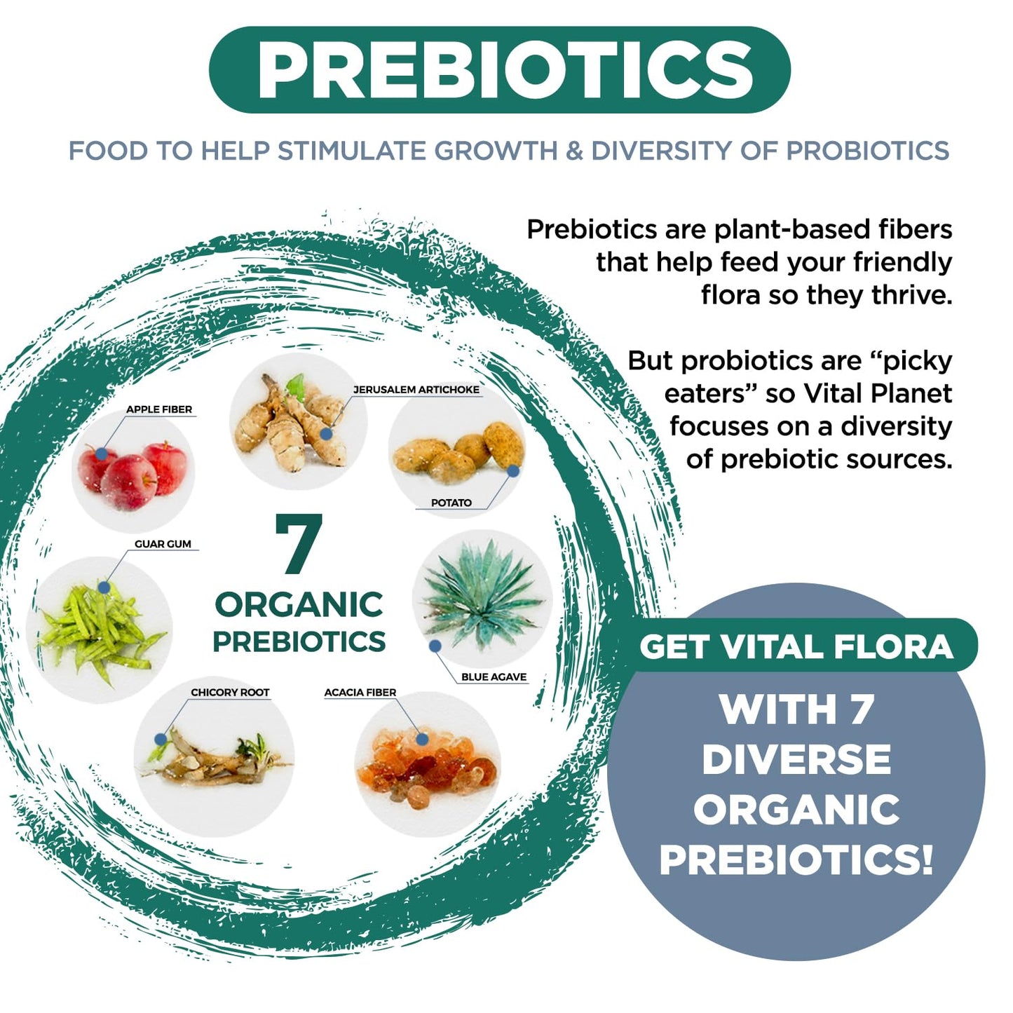 Vital Planet Vital Flora Immune Support Probiotic Capsule 30 Capsules