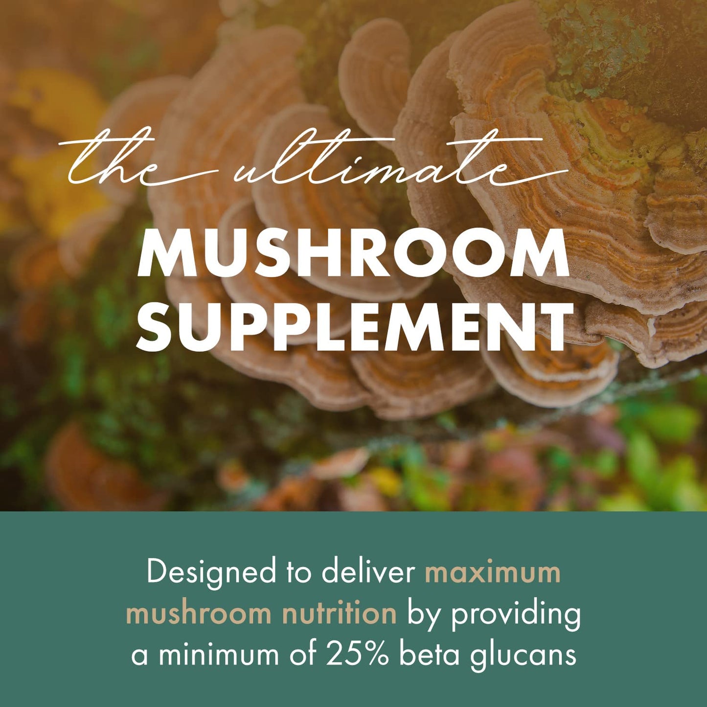 PURE ESSENCE LABS Organic Turkey Tail 4X Mushroom Extract, Vegan Mushrooms Supplement for Immune Building, 60 Capsules