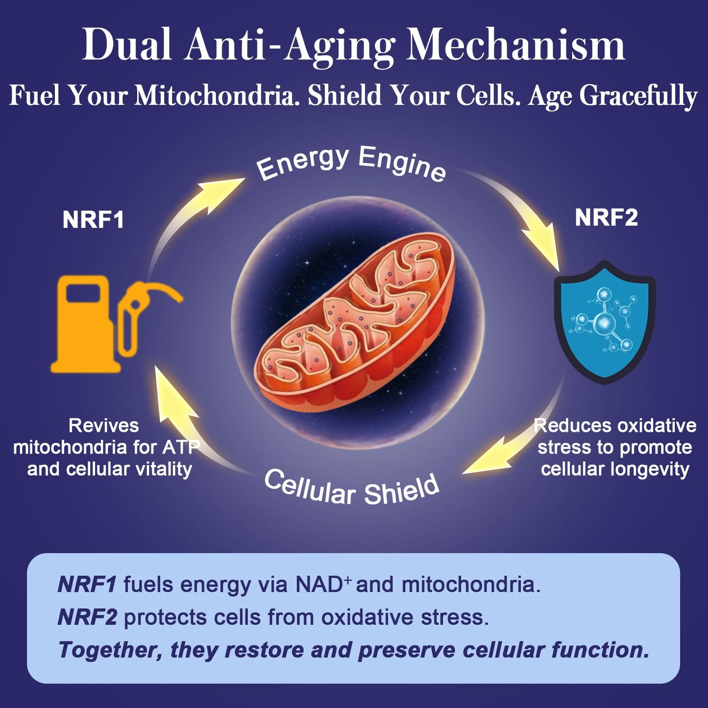 Calyverithion NRF1 & NRF2 Supplement 1500mg Dual Pathway Antioxidant Formula with CoQ10, Curcumin, Trans-Resveratrol & Ashwagandha 60 Capsules
